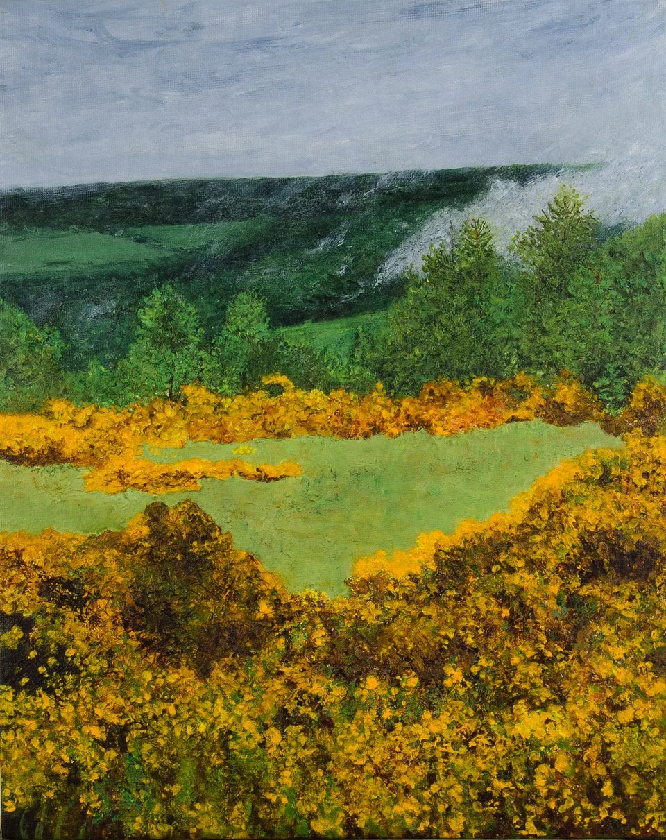 Field of Gorse Pitlochry Scotland