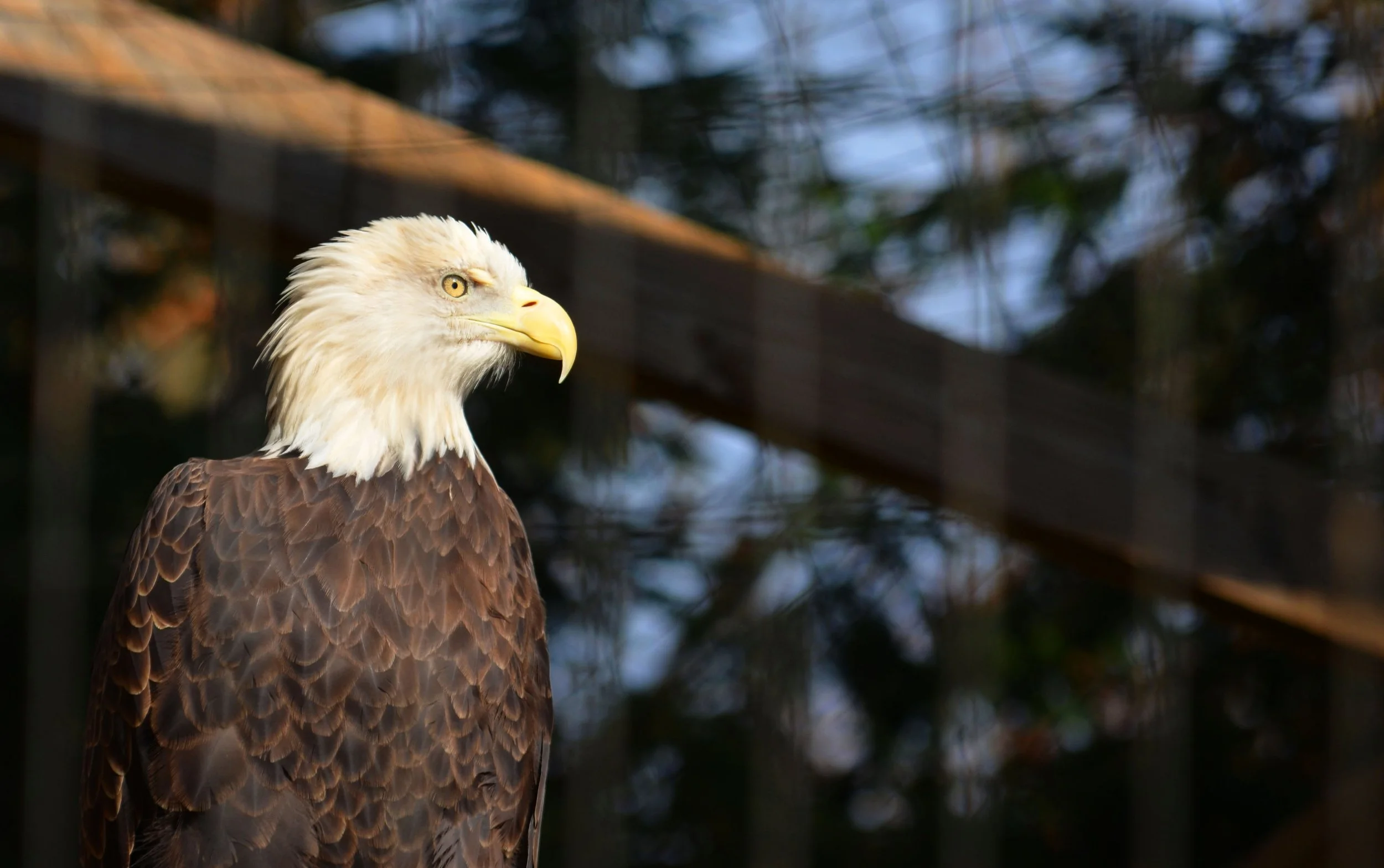 eagle.jpg