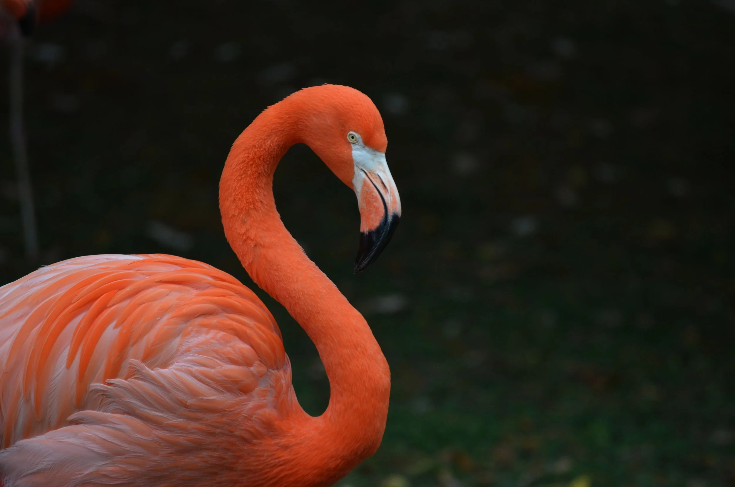 46103162811_5c5e3ab2fc_o 2.JPG