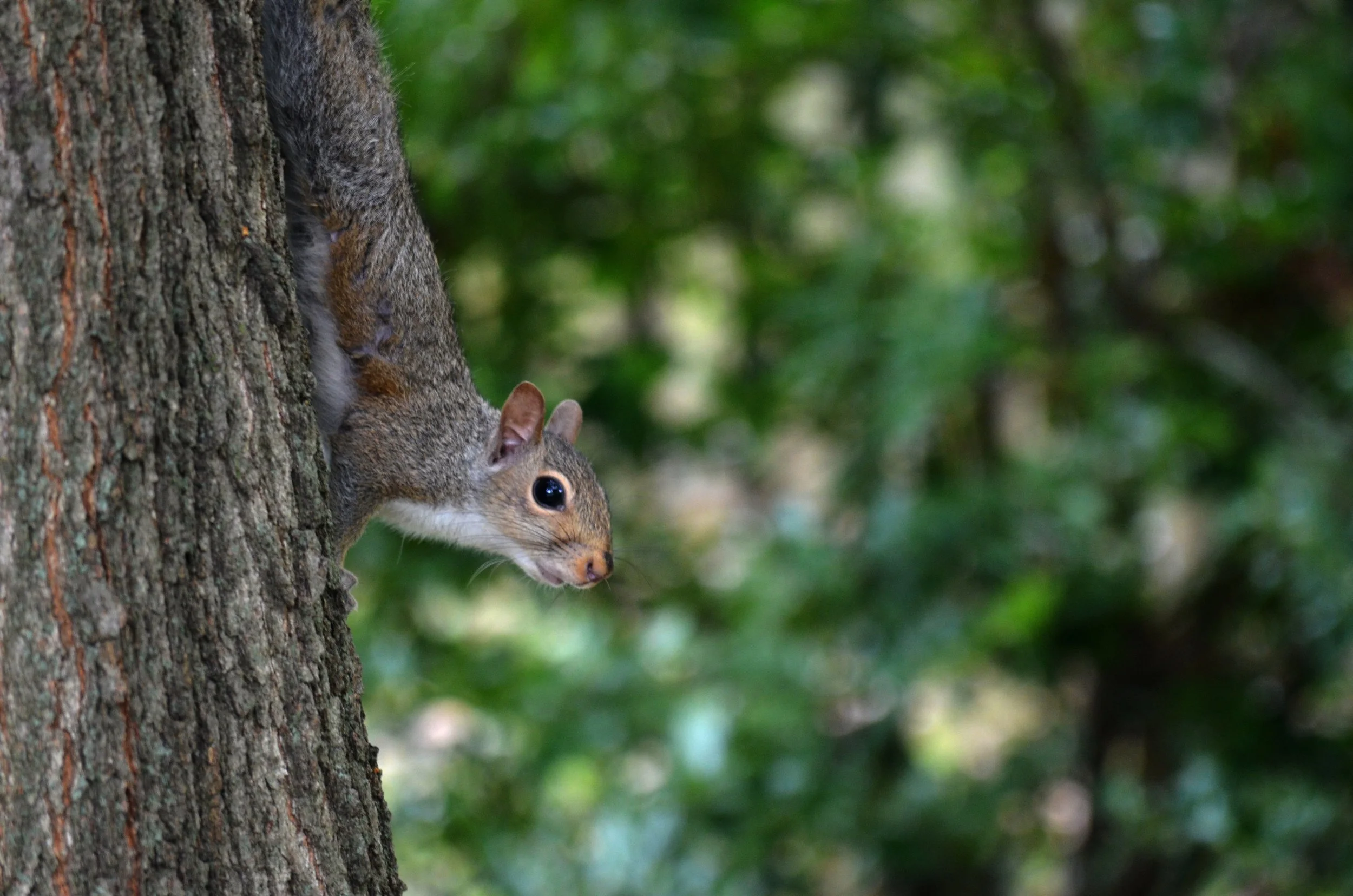 31327932658_bc9d0ea750_o 2.JPG