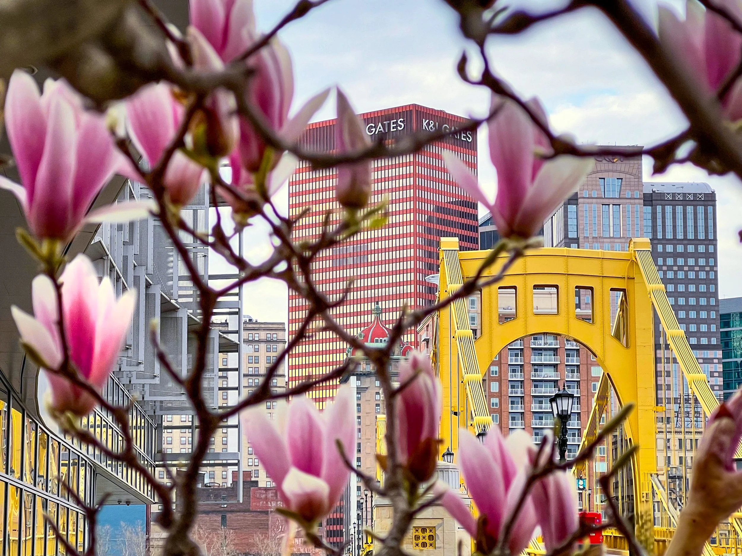 Pittsburgh bridge viewed through flowering Dogwood Tree branches during early spring.