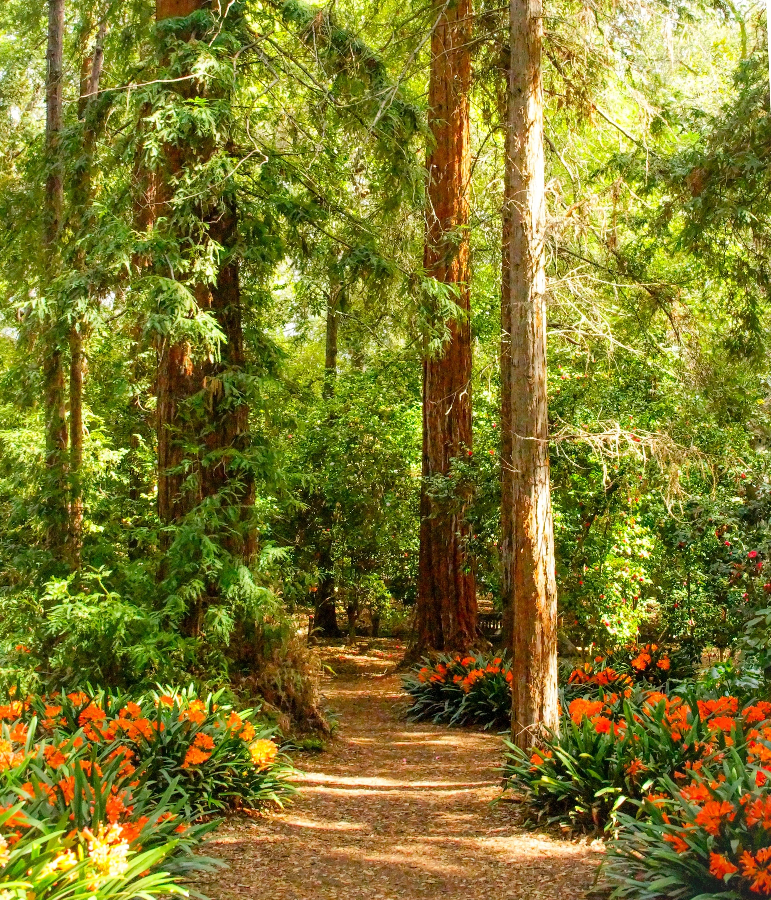 Redwood Tree Sunlit forest path lined with tall trees and dense green foliage. Descanso Gardens