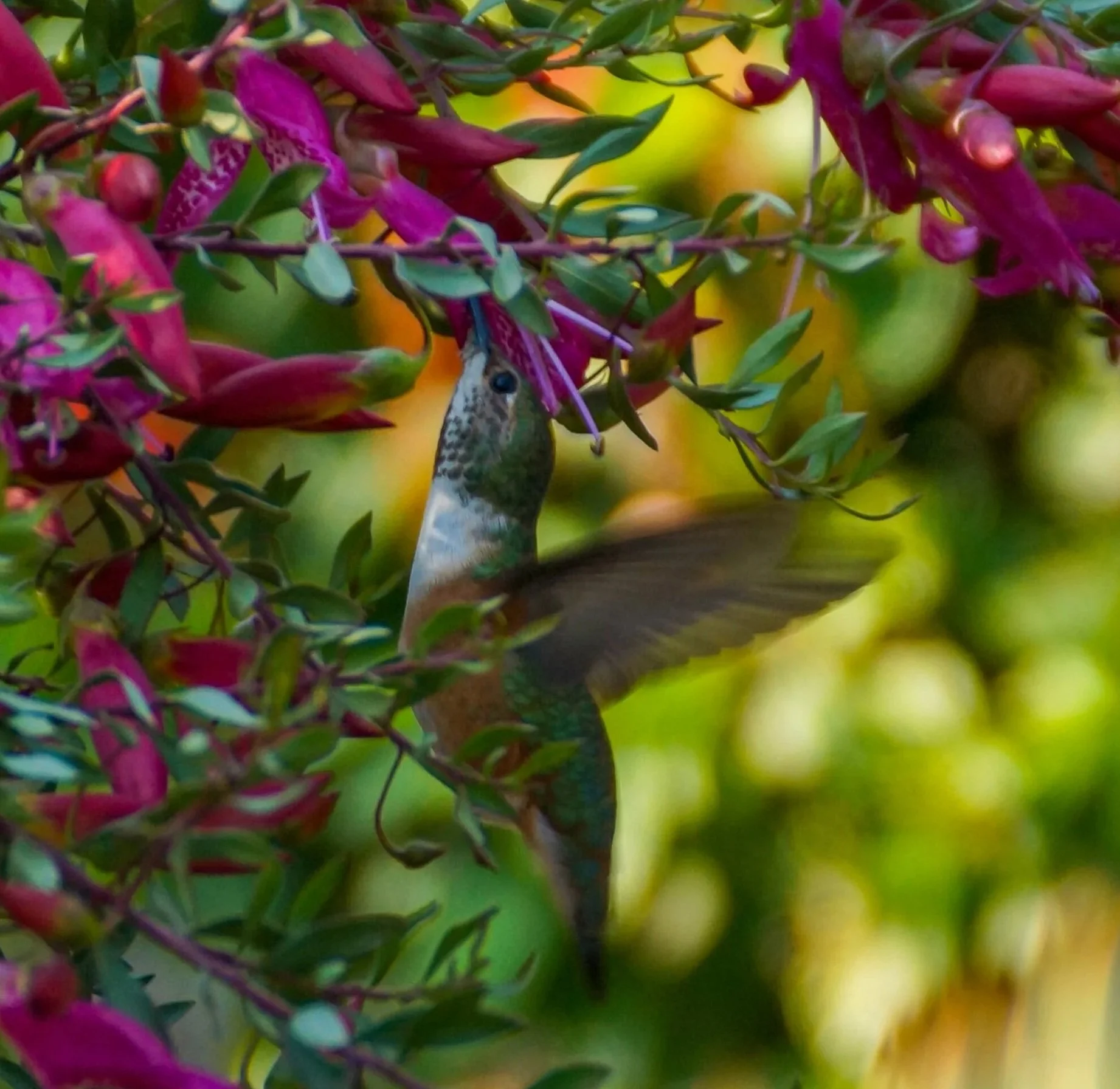 Hummingbird in Purple Flowers