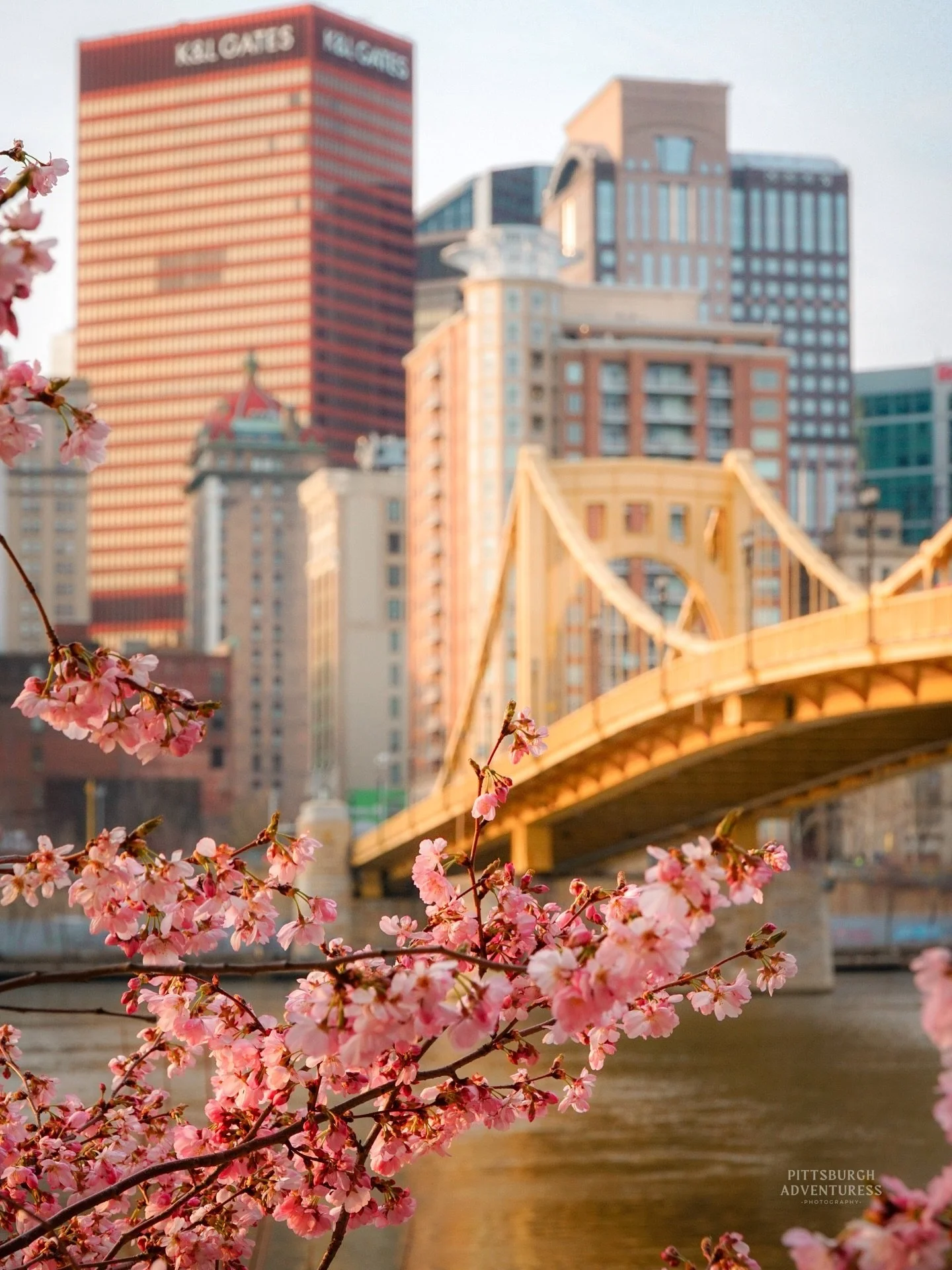 Spring 🌸

.

.

#pittsburgh #pittsburghphotographer #cherryblossoms #springinpittsburgh #cherryblossomseason
