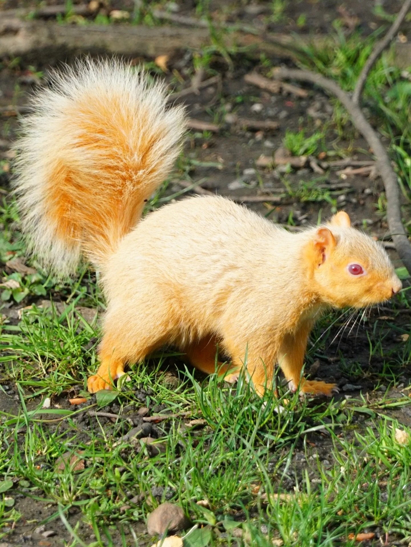 Wait&hellip; have you ever seen a squirrel like this?!

I was out snapping photos in Allegheny Commons Park when this little guy stopped me in my tracks.
Completely golden, glowing in the light, and posing!

Pittsburgh always finds a way to surprise 
