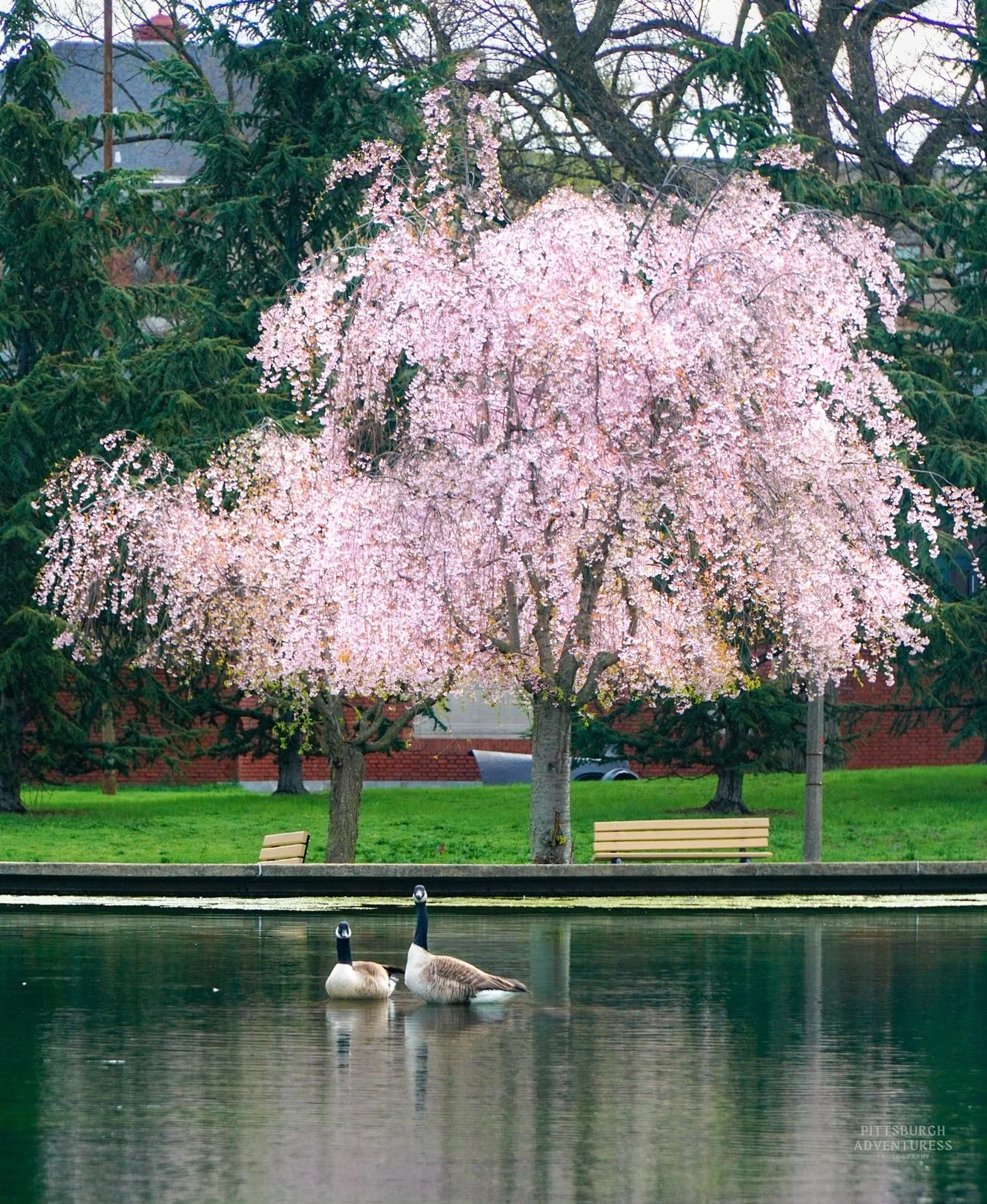 It might not feel like spring today&hellip;
but Lake Elizabeth knows better 🌸

#pittsburghphotographer #pittsburghspring #springvibes #natureinthecity #pittsburghparks