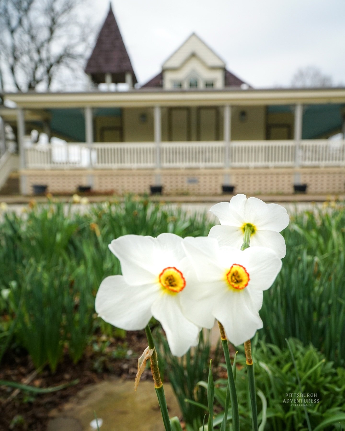 Did you know you can see this many stunning flowers all in one spot? 

Riverview Park is bursting with spring right now&hellip; Daffodils, Lenten rose, Hellebore, Bluebells, Hyacinth, Iris, and so many more hidden beauties.

These are just a few I ca