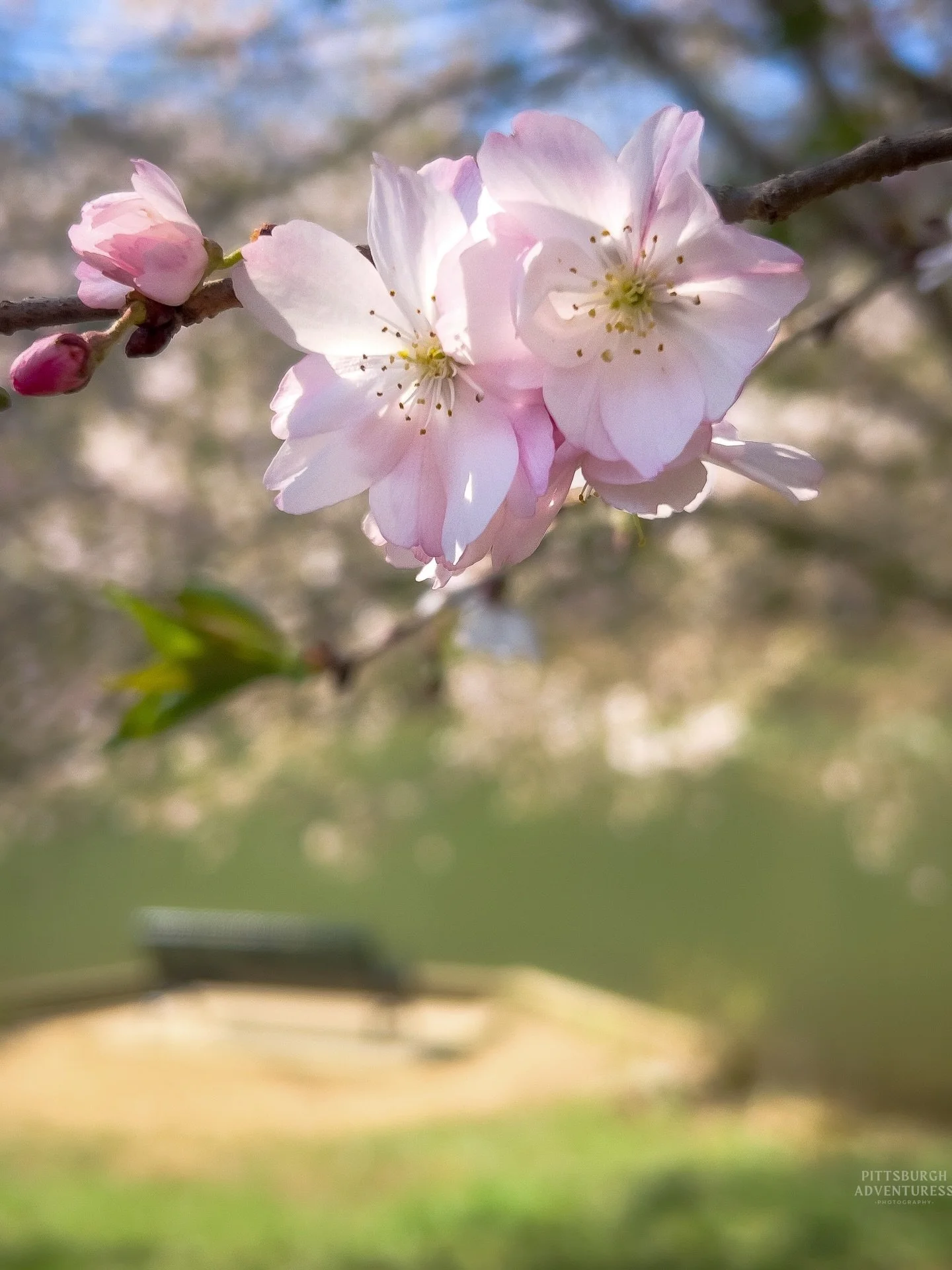 Take a seat&hellip; the blossoms are waiting 🌸
North Park&rsquo;s Sakura Project in bloom.

.

.

.

#pittsburghphotographer #northparkpa #cherryblossoms #springvibes #moodygrams