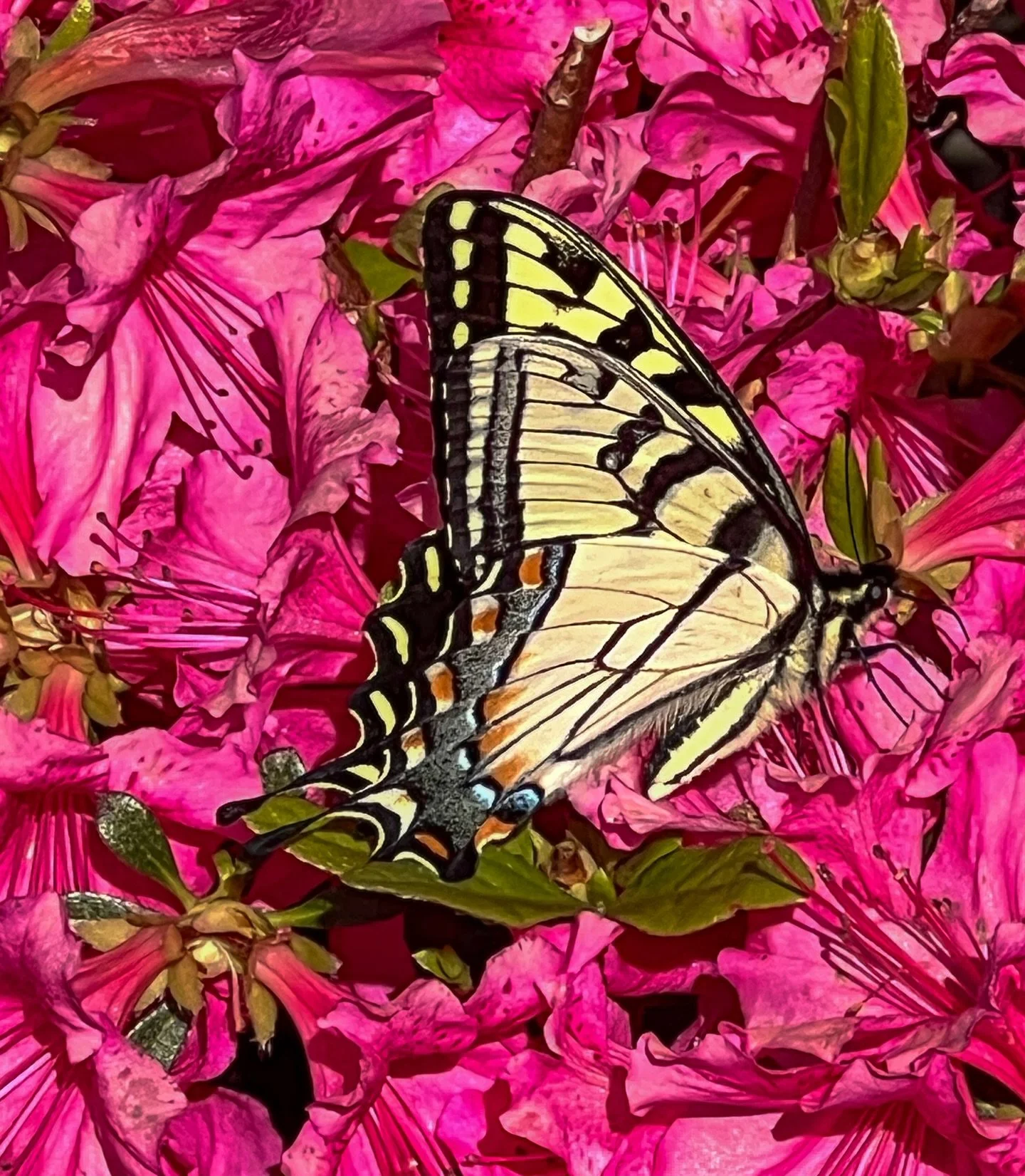 Happy Earth Day 

.

.

 #EarthDay, #ButterflyPhotography, #NatureLovers, #PollinatorGarden, #SpringBlooms