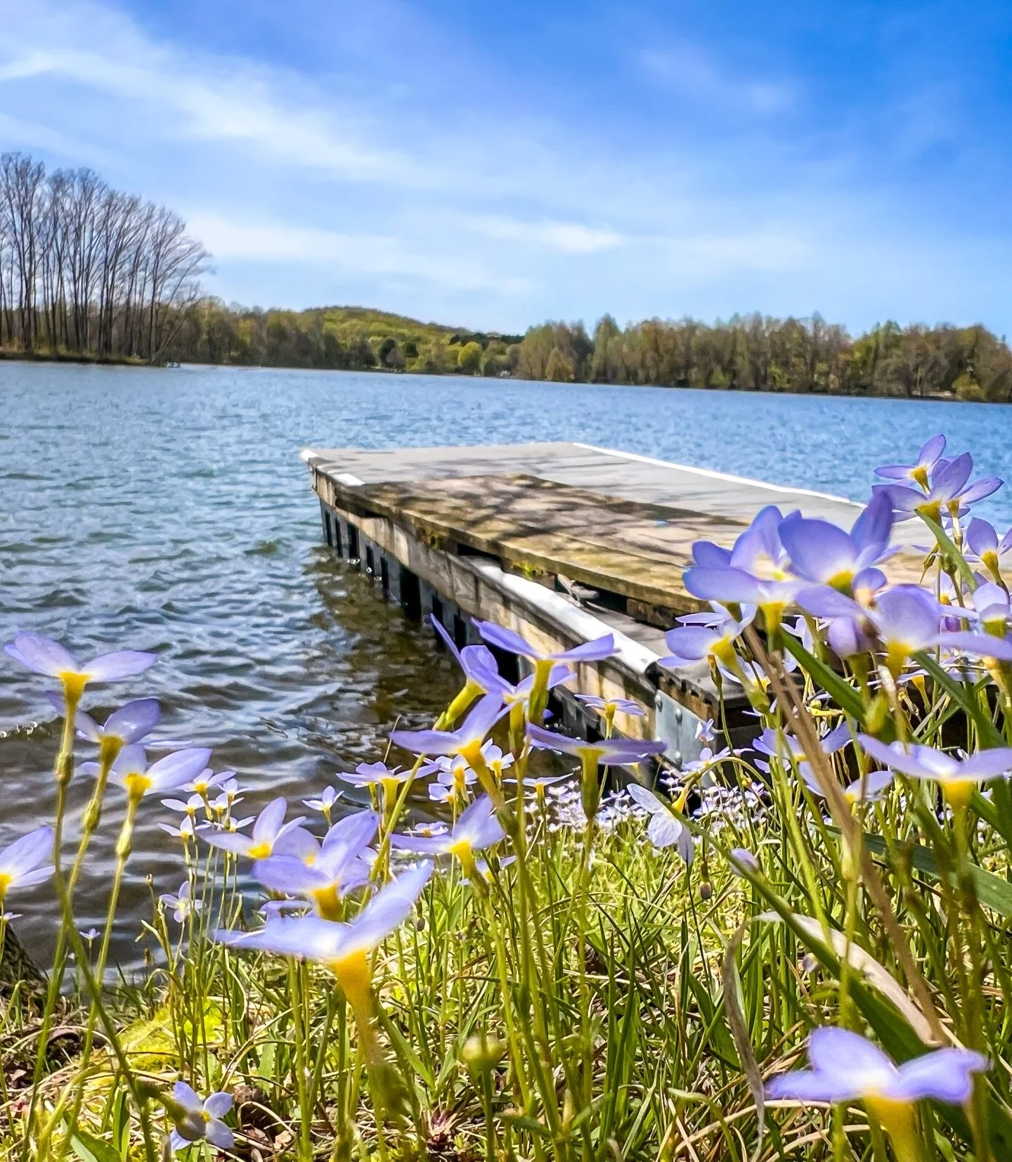 Tiny signs of spring at the water&rsquo;s edge.

.

.

.

#morainestatepark, #lakearthur, #explorepa, #springblooms, #pittsburghphotographer