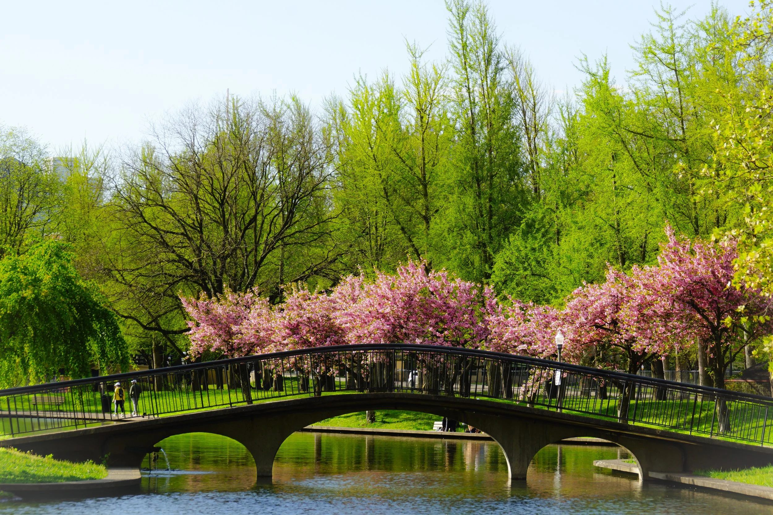 Lake Elizabeth Allegheny Commons Spring Blossoms