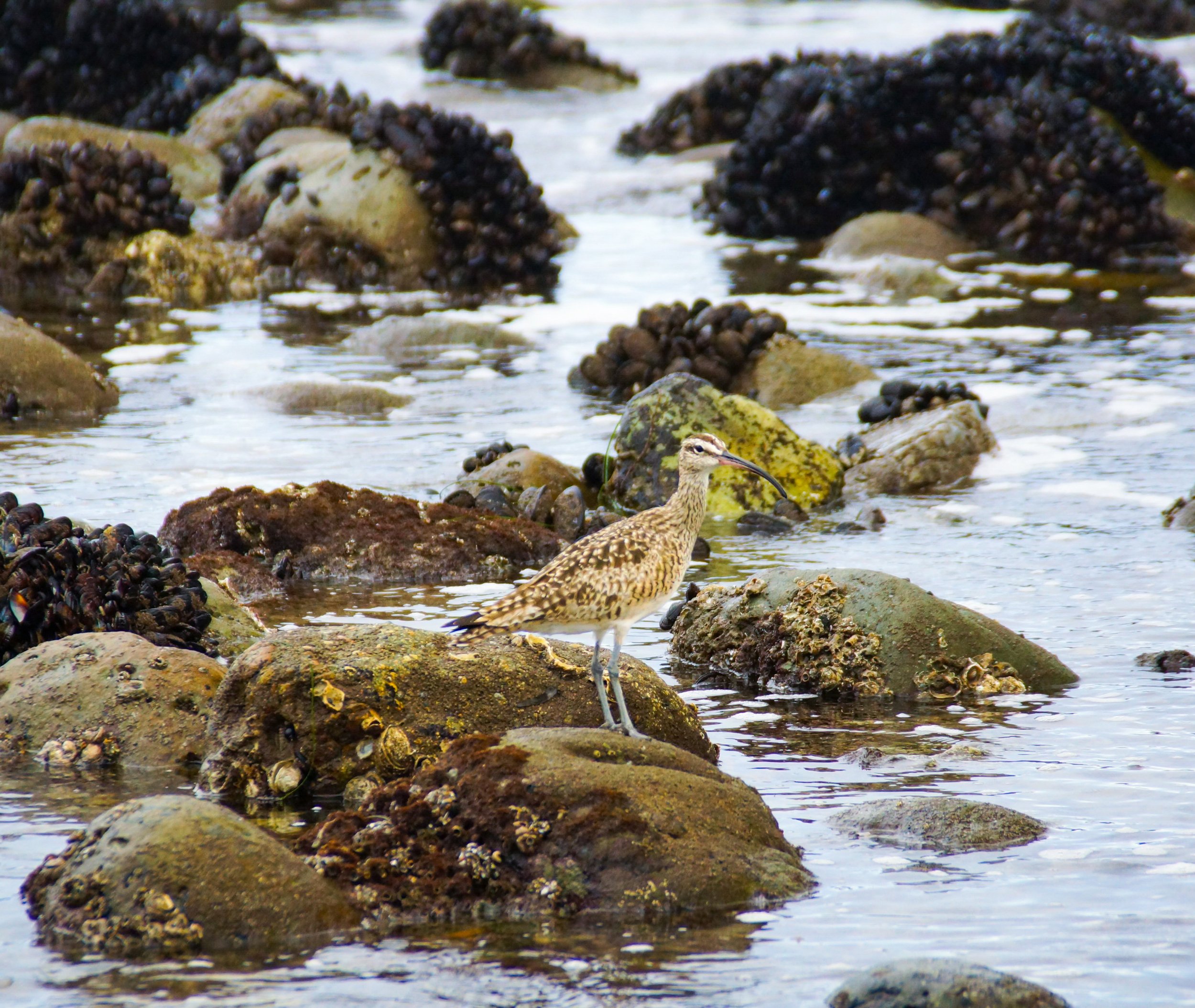 Rocky shoreline tide pools Long-billed Curlew