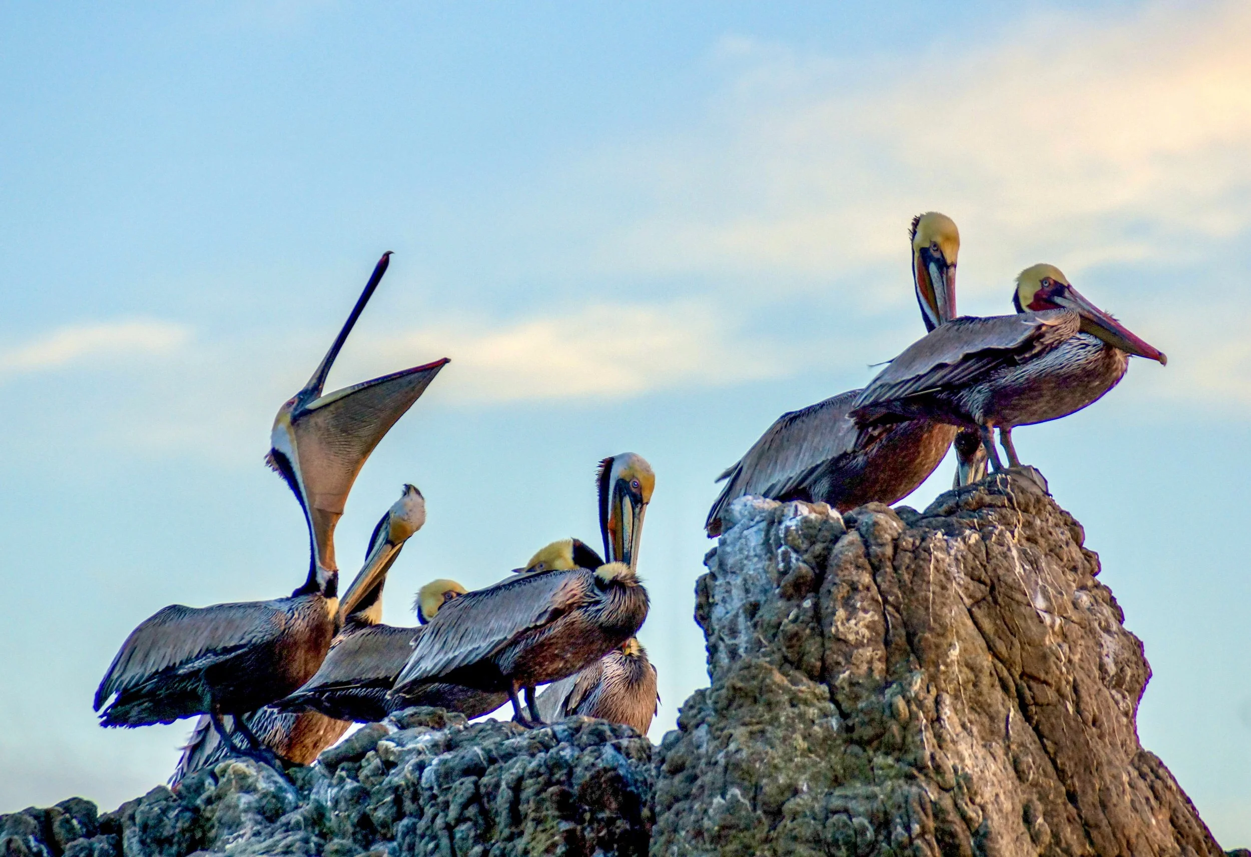 Brown pelicans perched on a rocky coastal outcrop in Malibu California