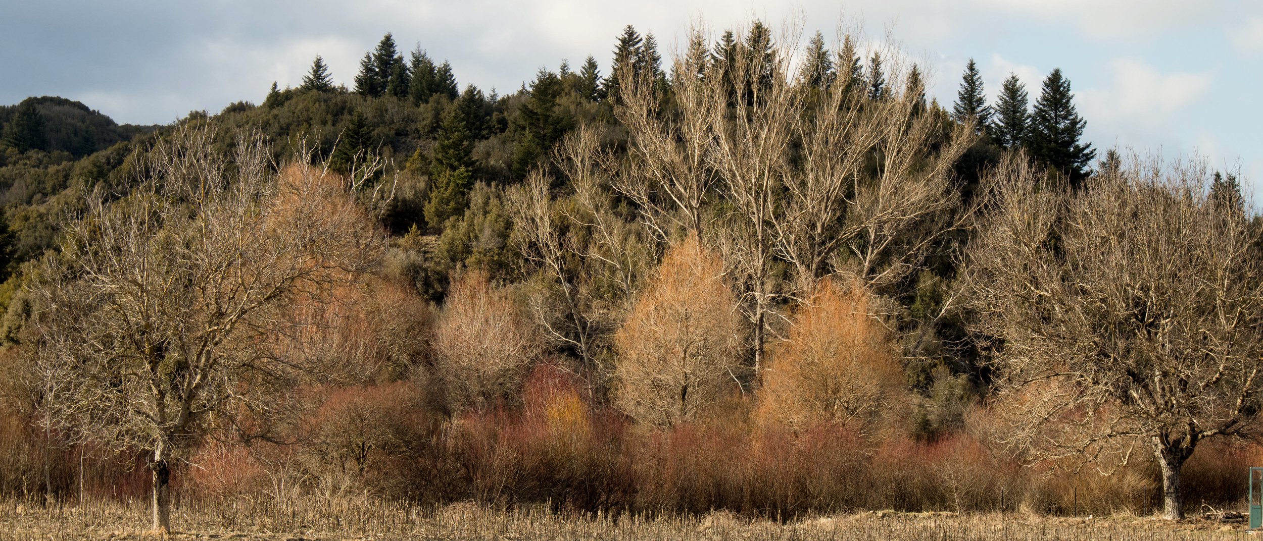 AUTUMN TREES 2.jpg