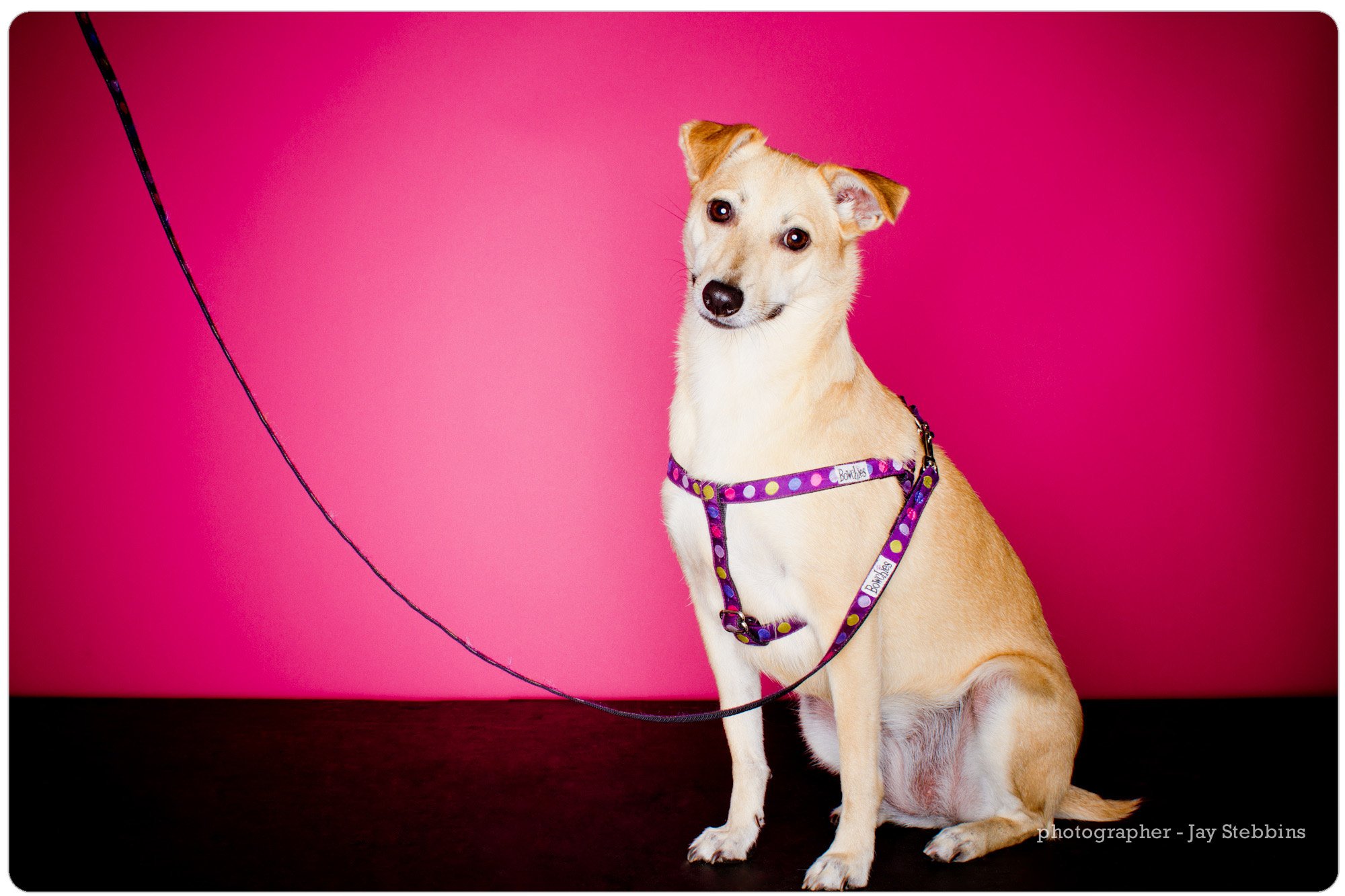 fido-loves-party-animals-32.jpg