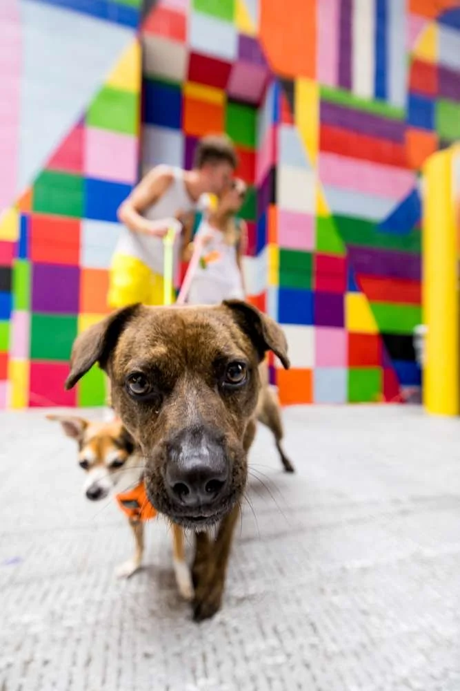 PITTSBURGH EVENT PHOTOGRAPHER ELISA CEVALLOS