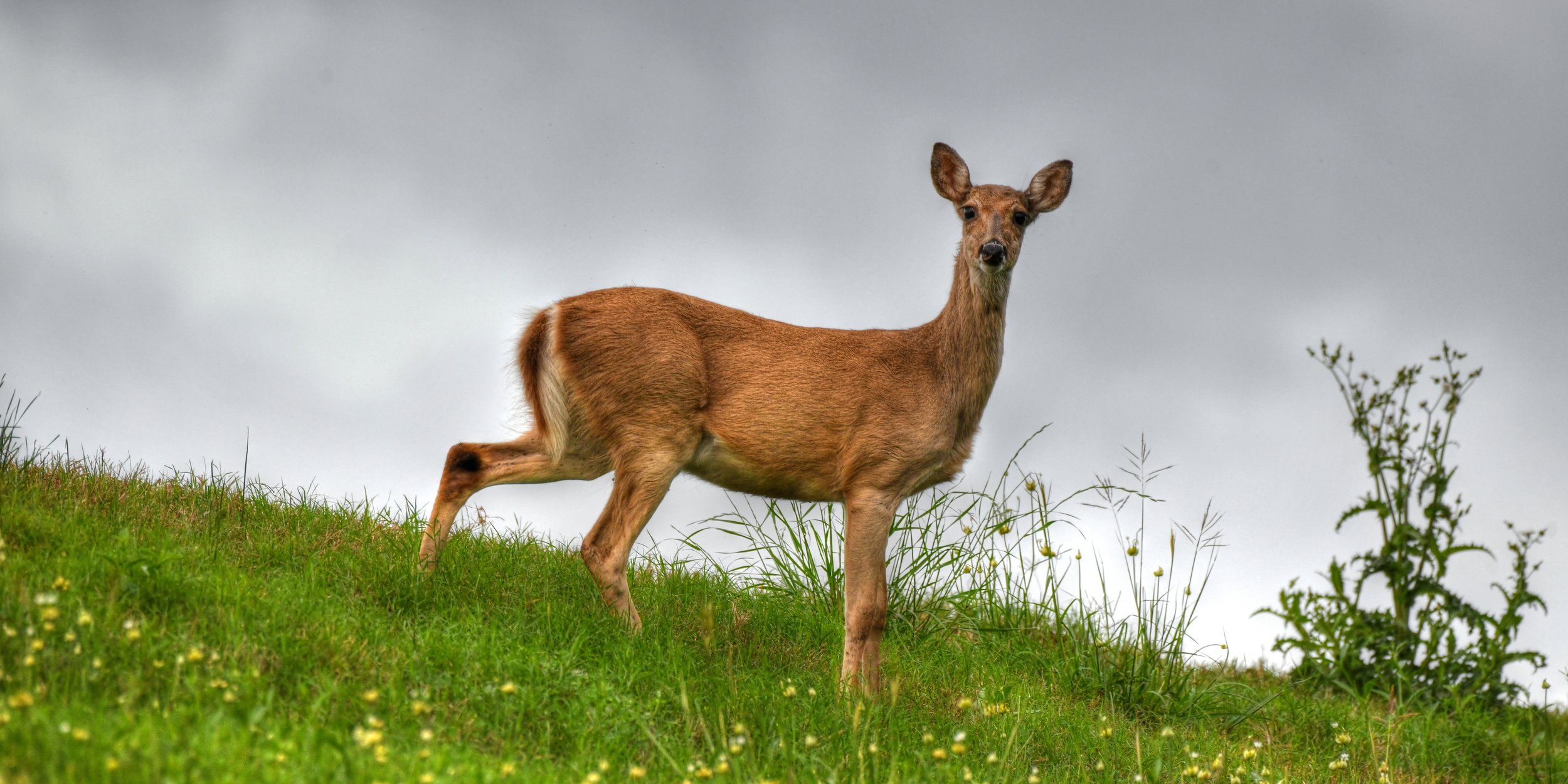 Poised in the Meadow (Texas) (Panoramic)
