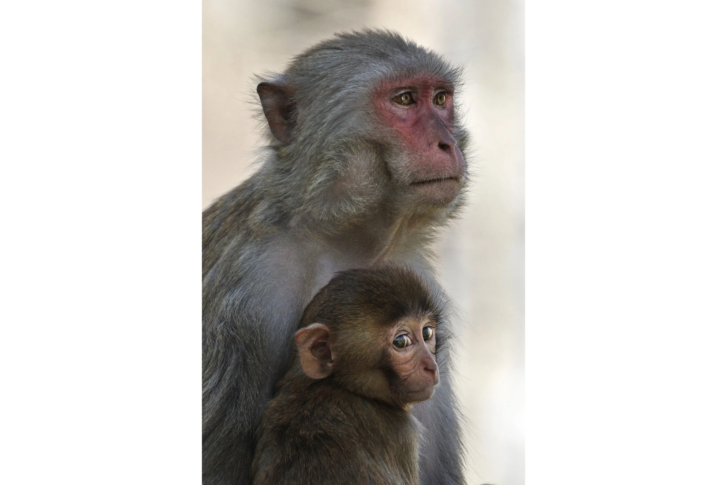 (Rhesus Monkey)