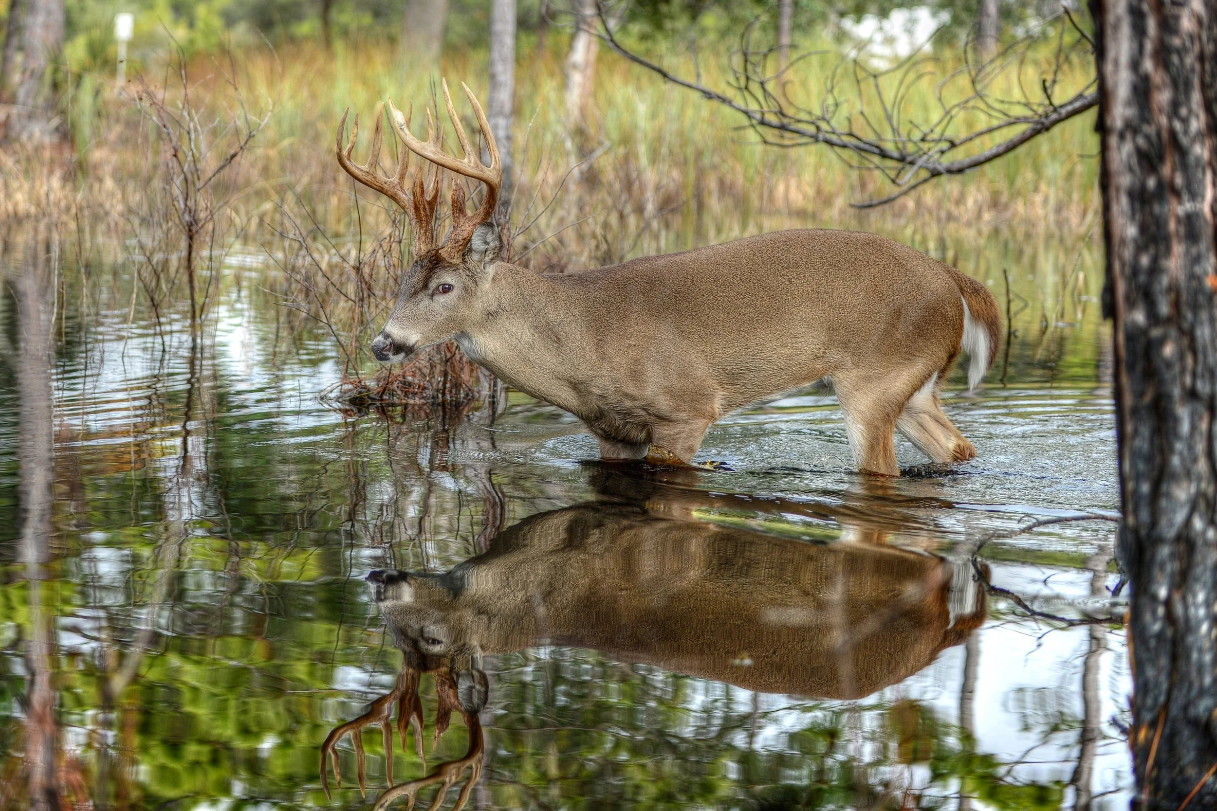 Mirror Image (Whitetail Deer)