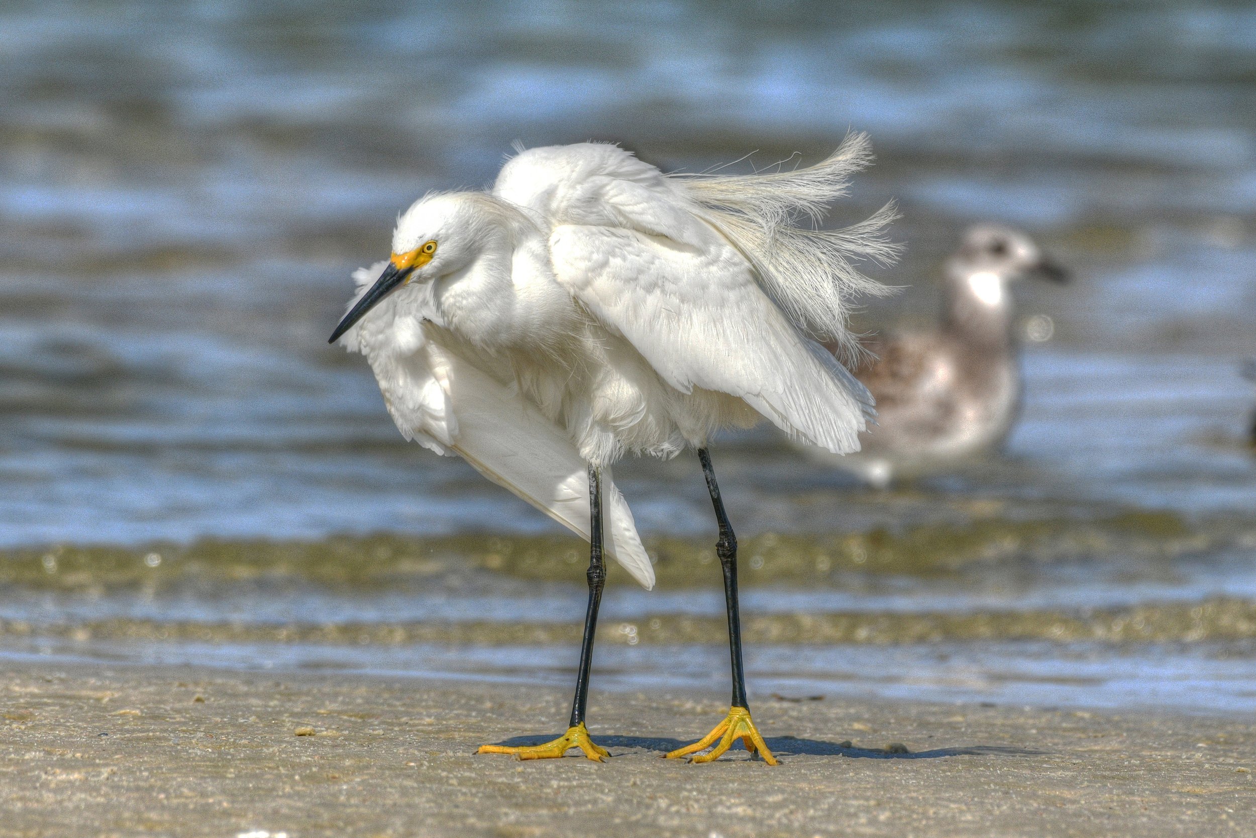 Plumes in the Breeze (Snowy Egret)