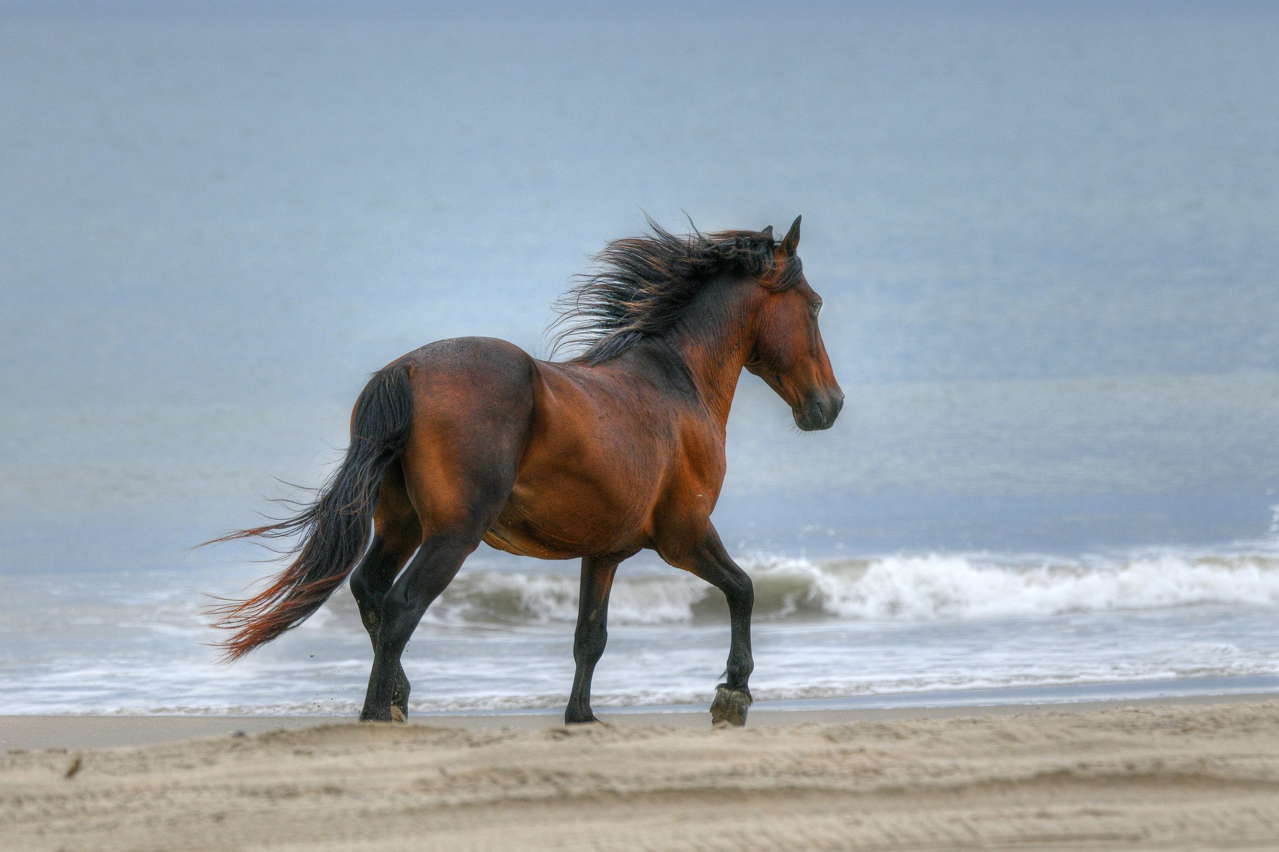(Wild Horses)