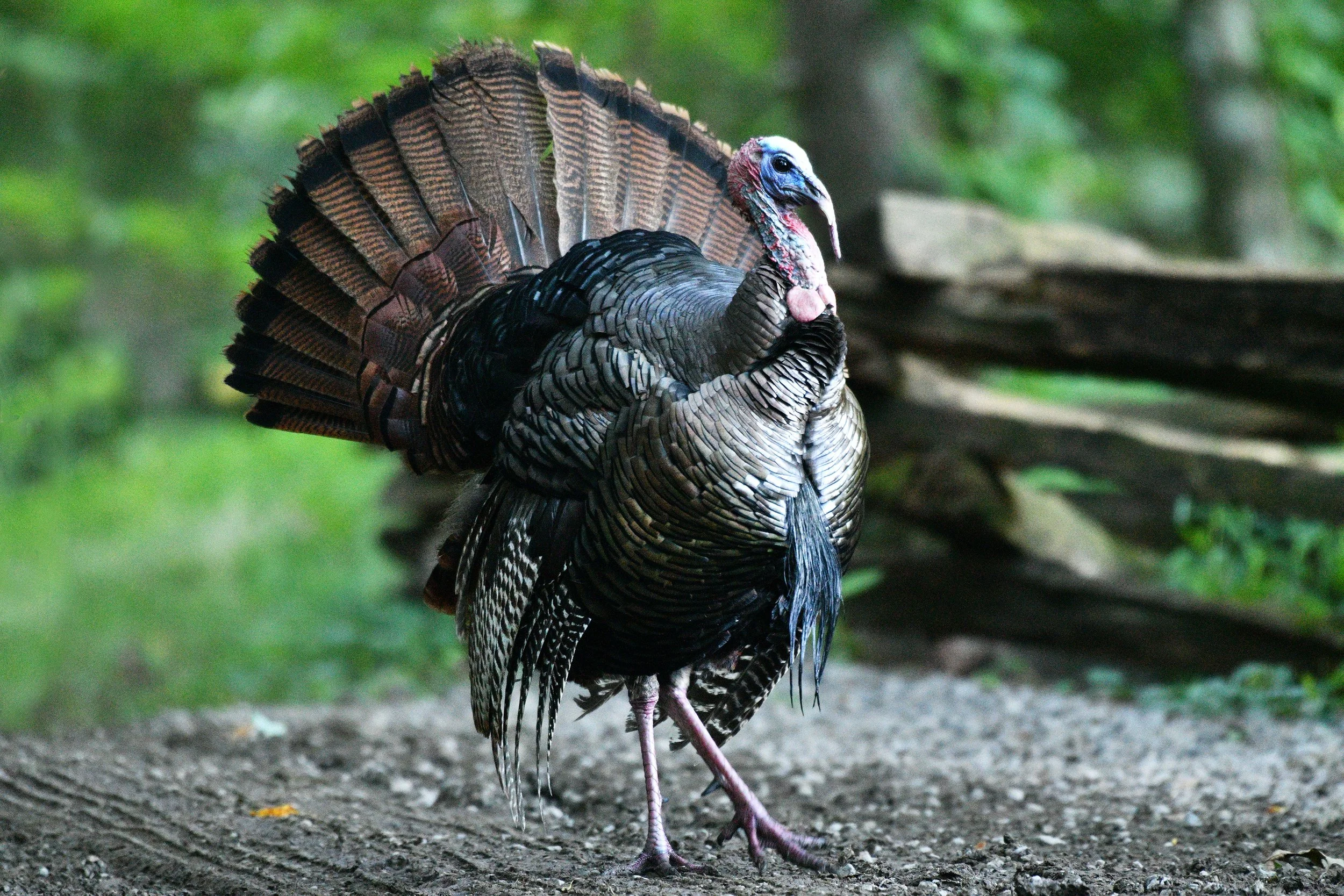 Turkey-1-S.jpg