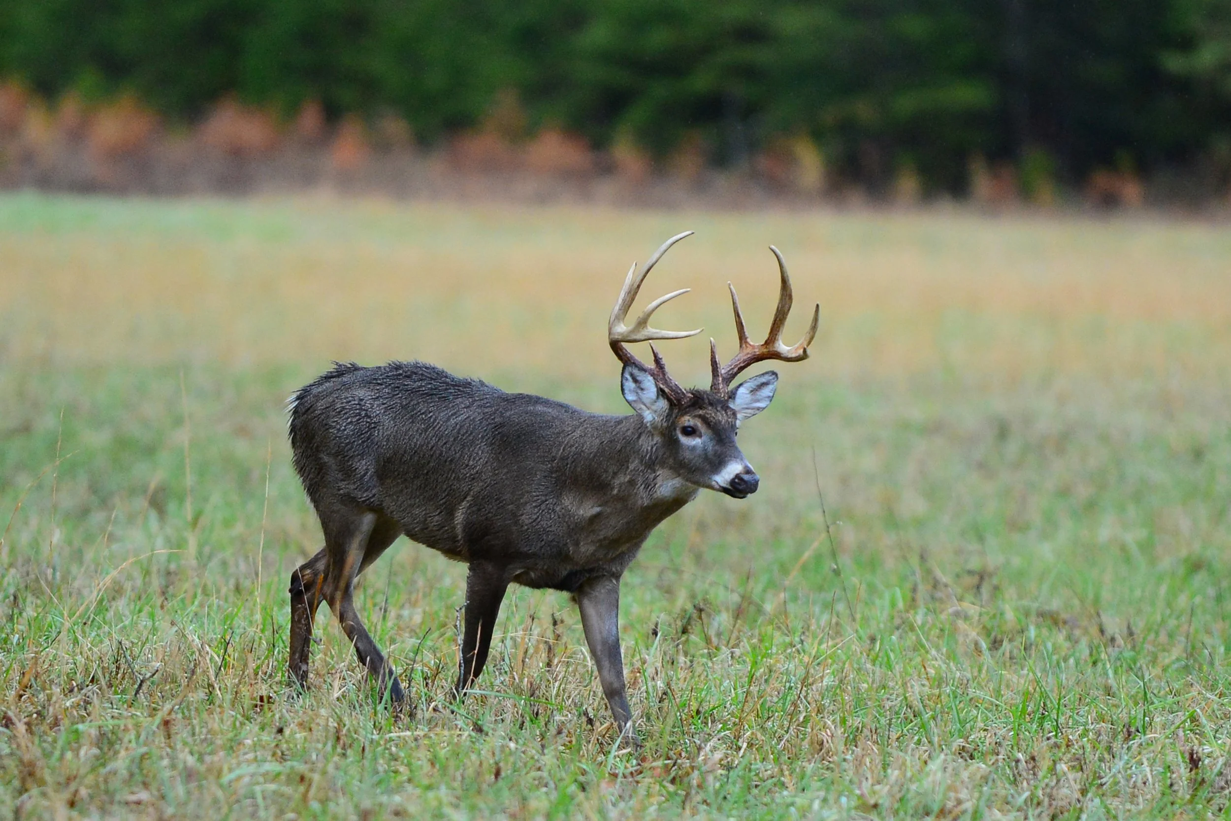 (Whitetail Deer)