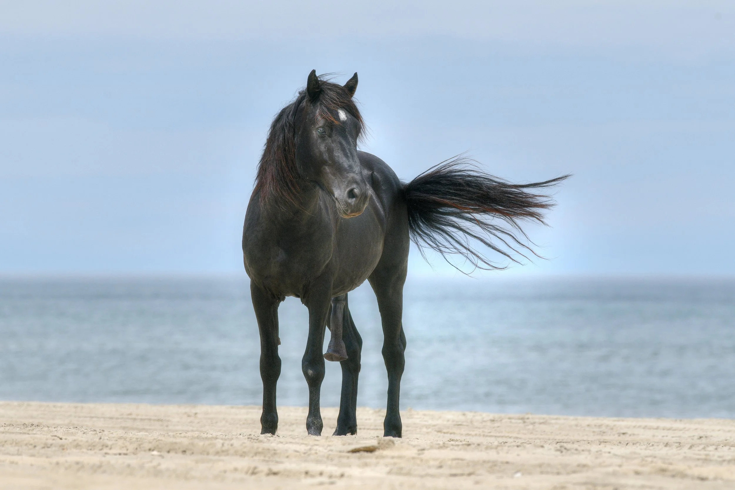 (Wild Horses)