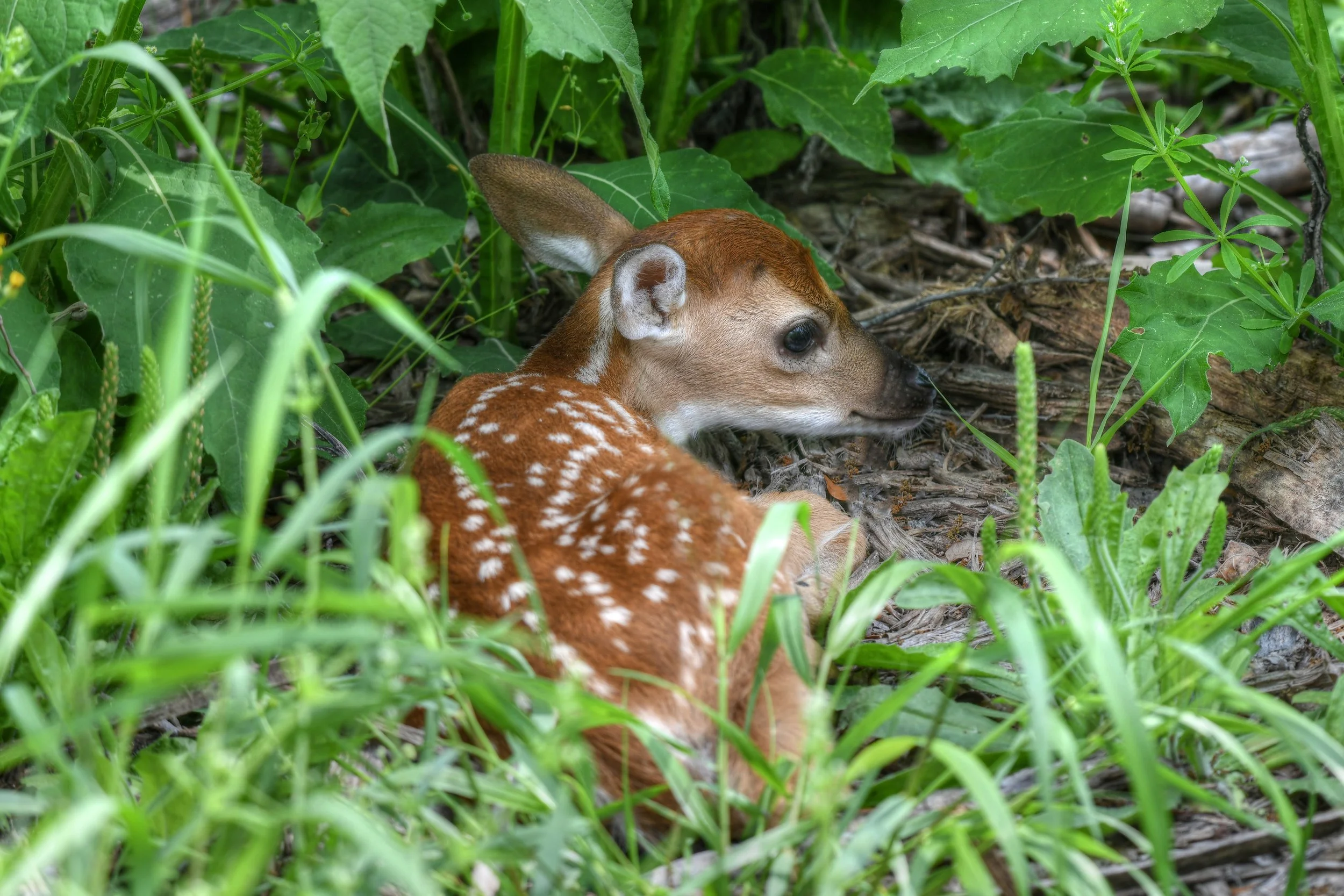 Natures Nursery (Texas)