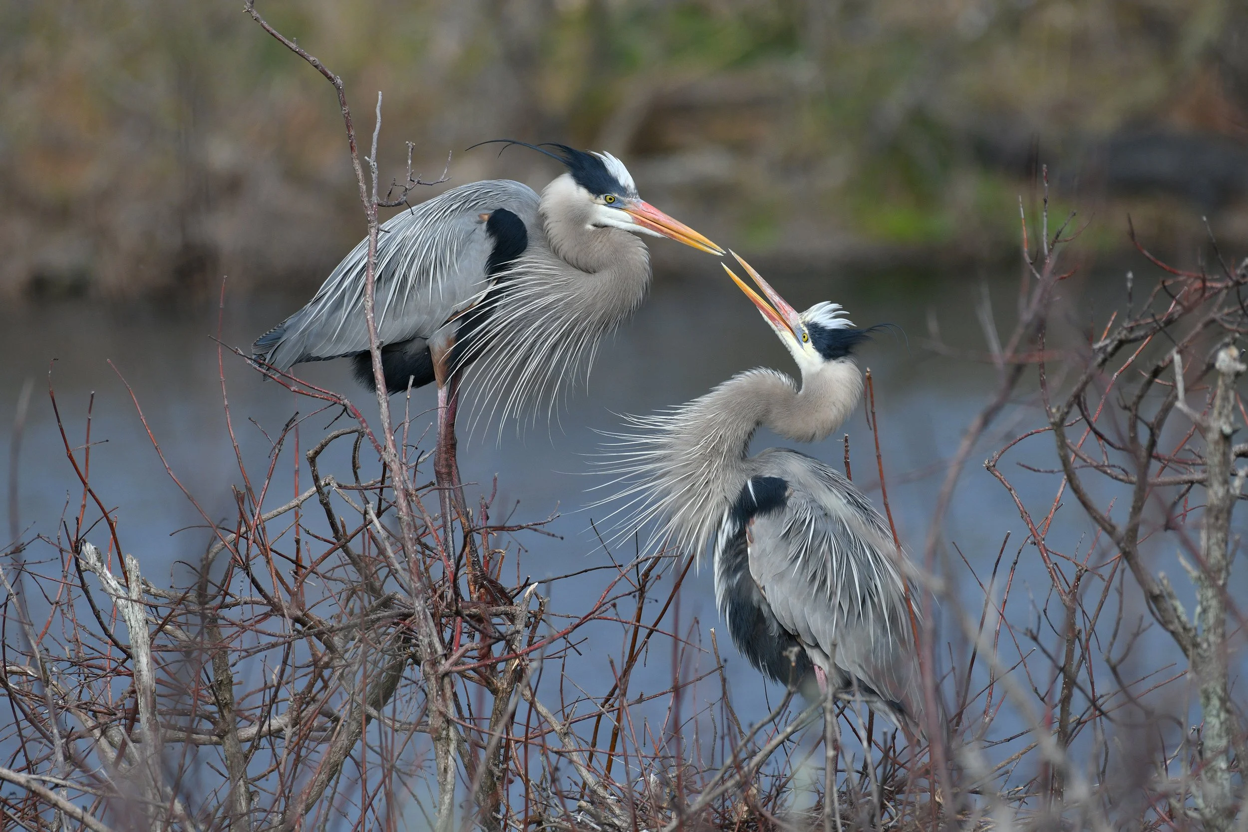 The Courtship Dance (Great Blue Heron)