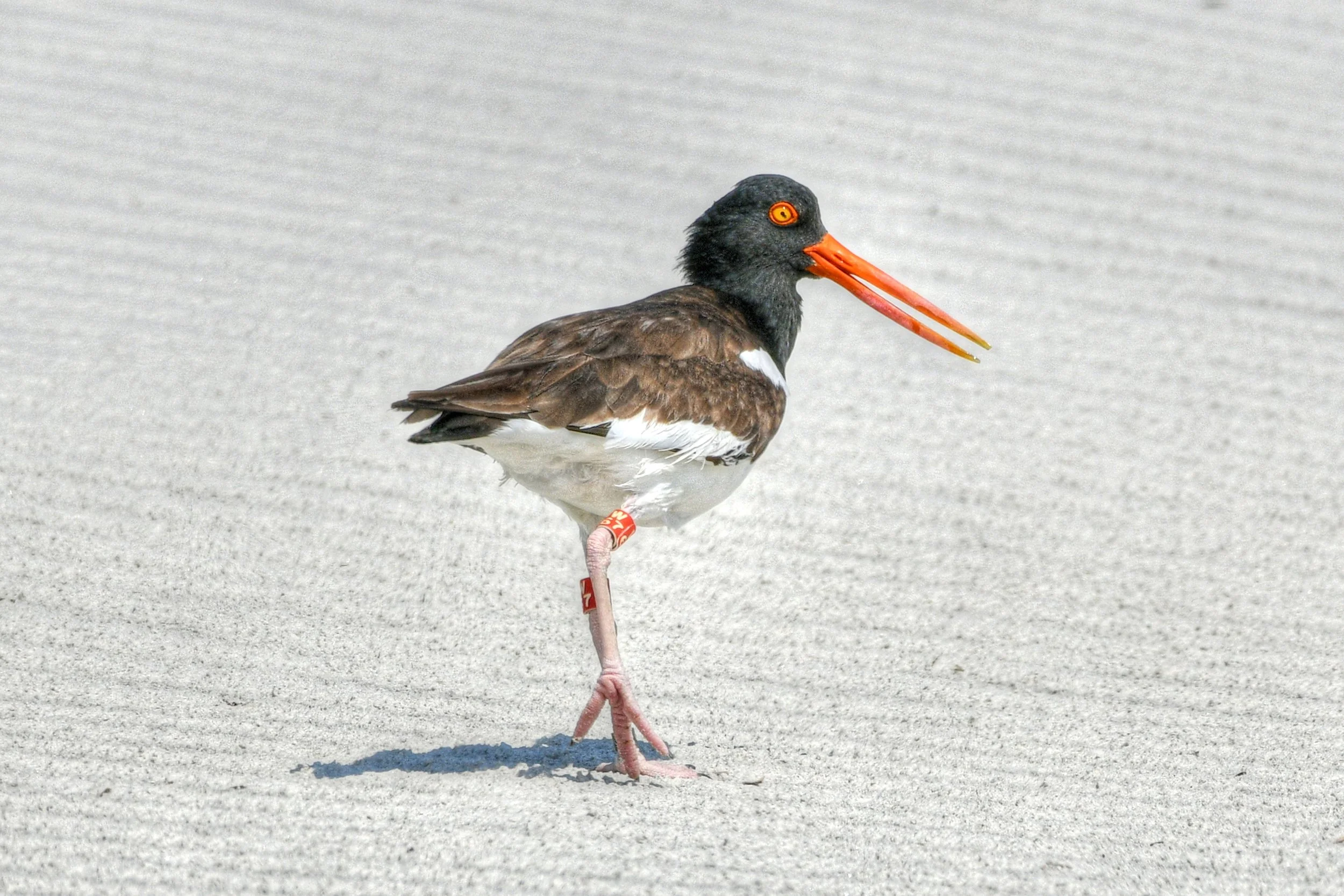 Coastal Stroll (Oystercatcher)