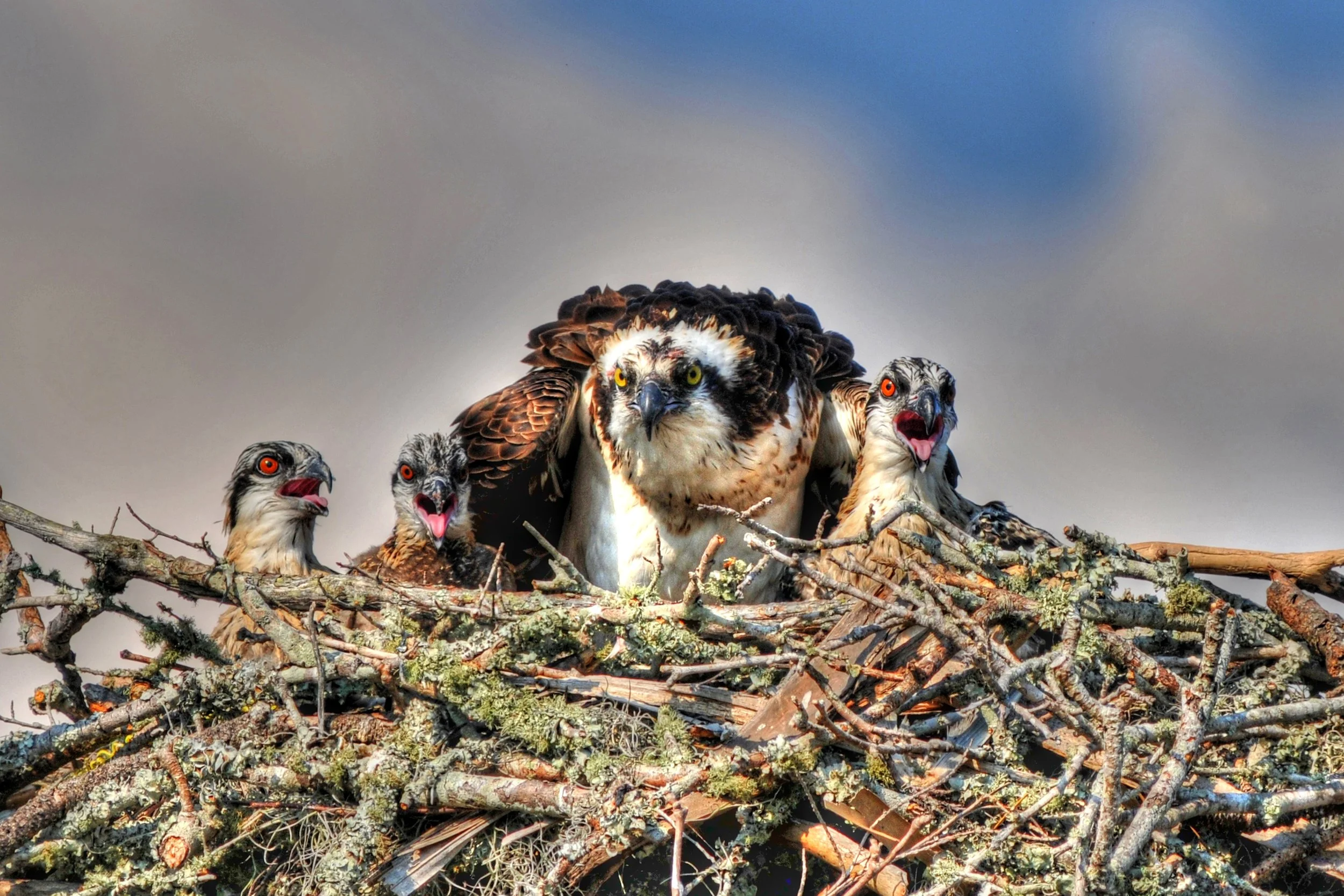 Osprey-11-6-S.jpg