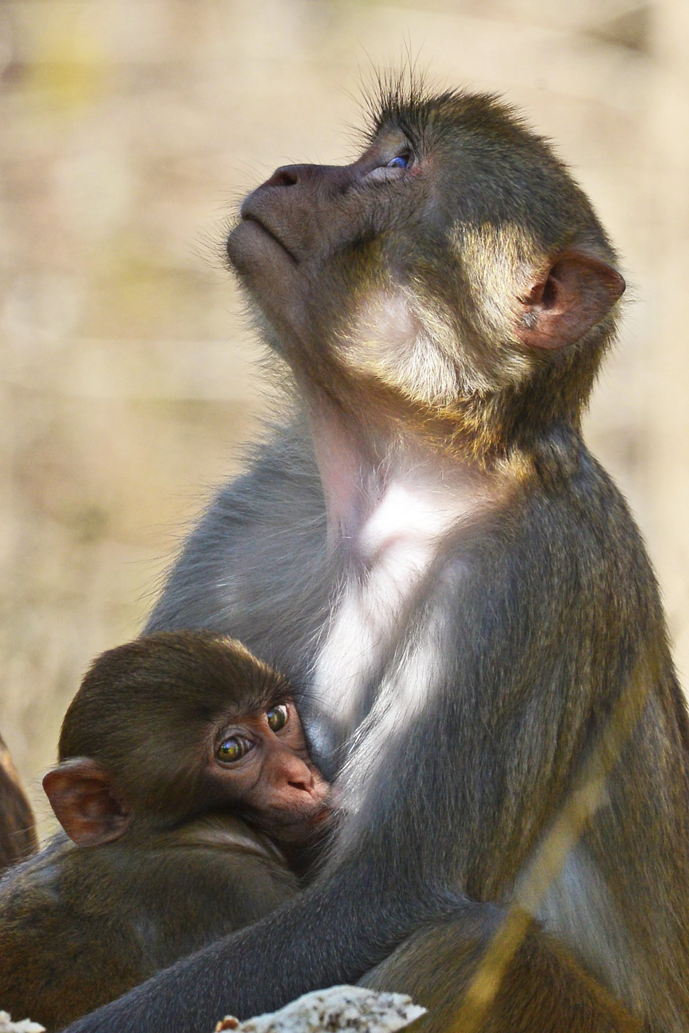 In Safe Arms (Rhesus Monkey)