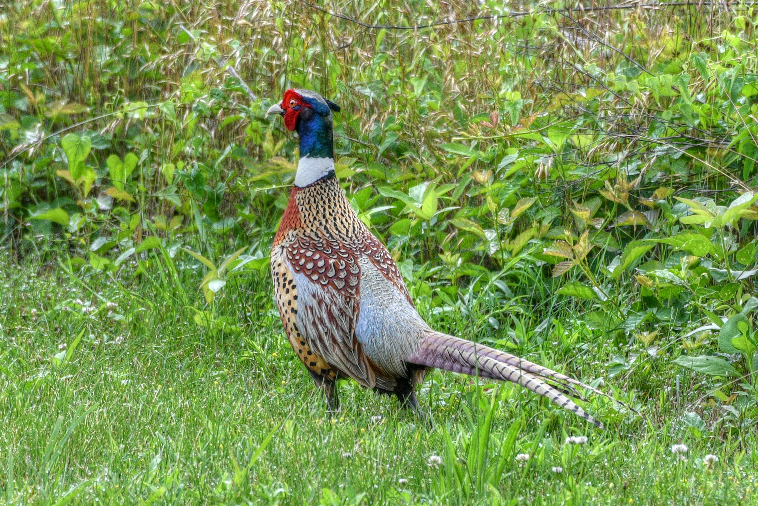 On Alert (Phesant)