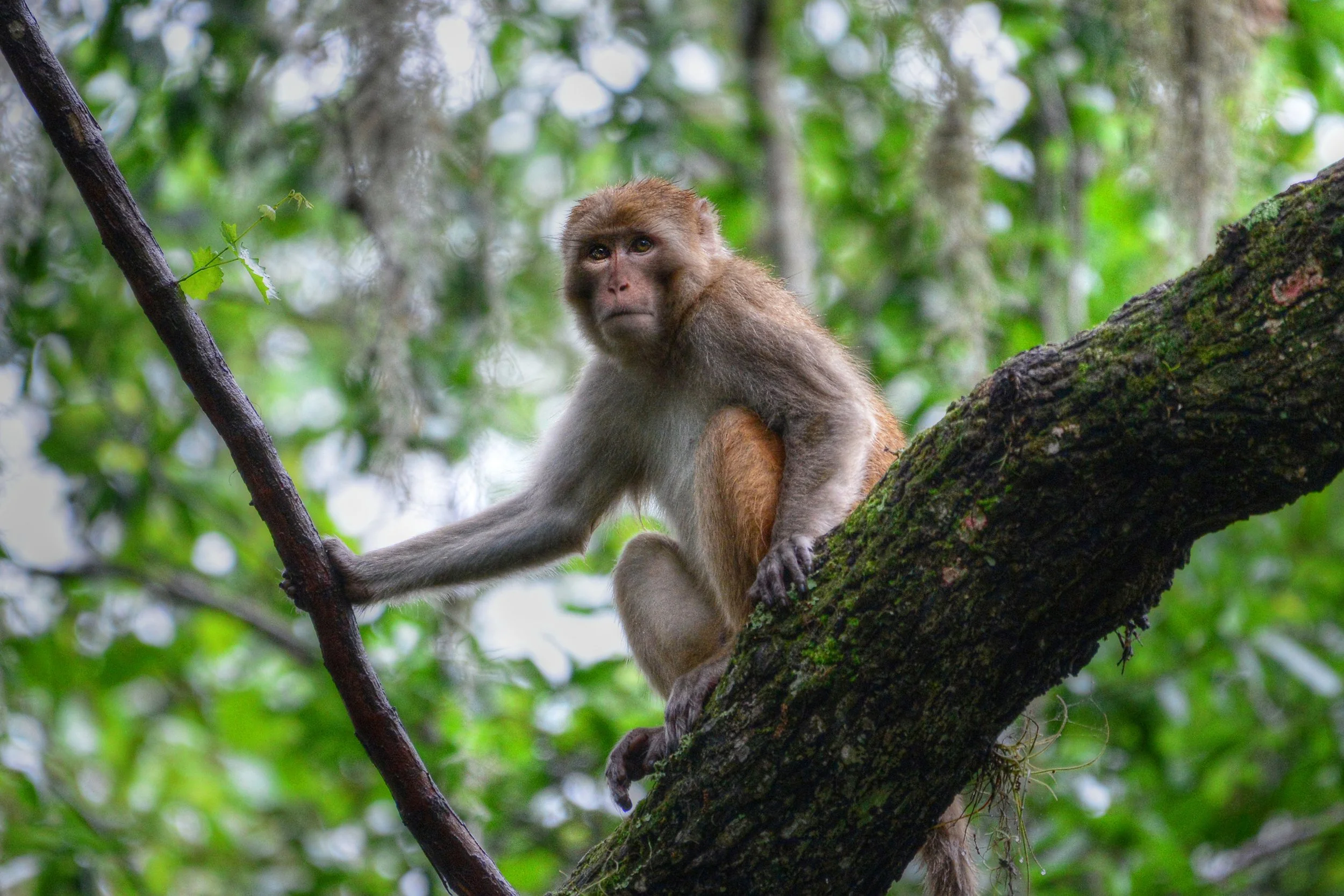 Canopy Watcher (Rhesus Monkey)