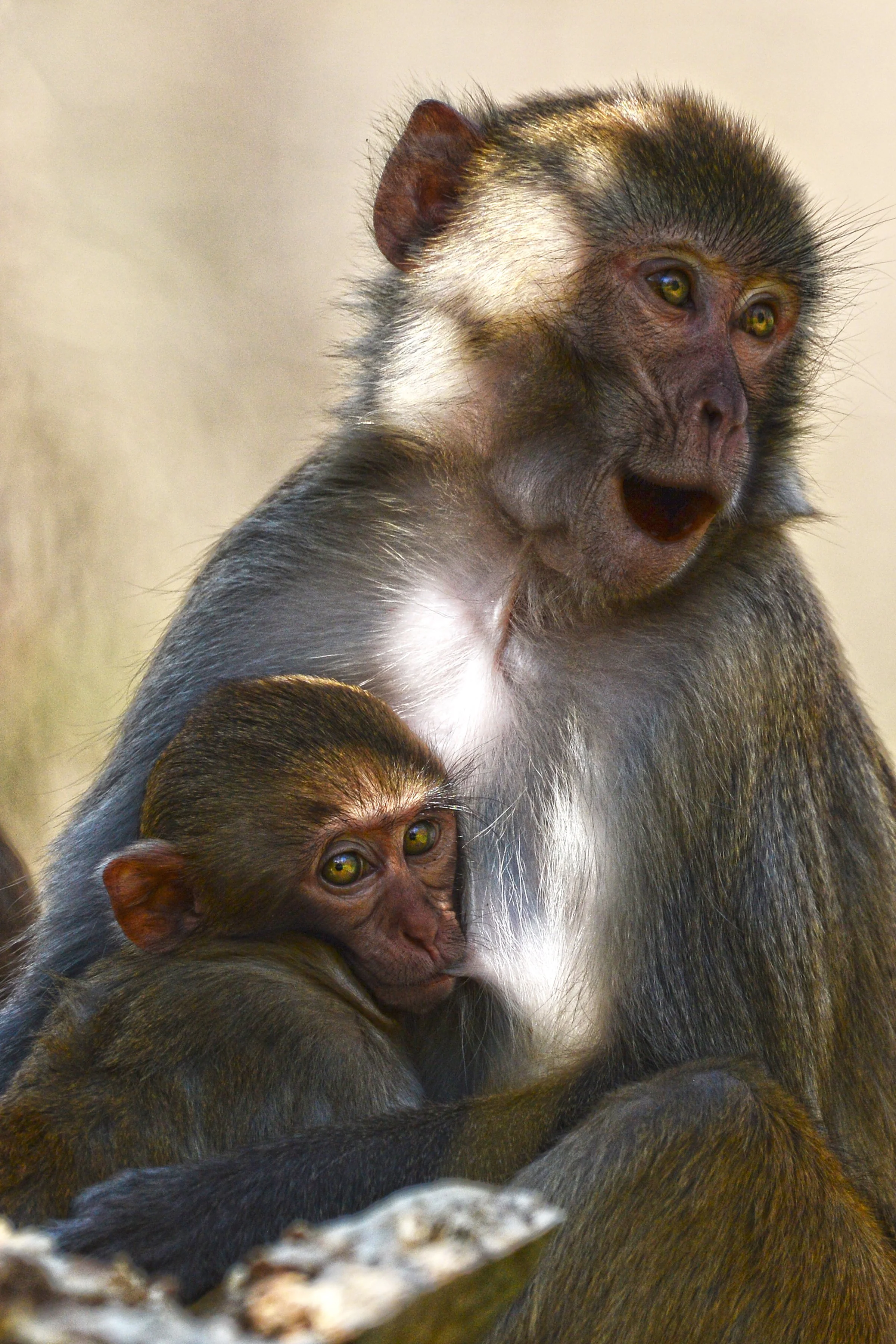 Under Her Wing (Rhesus Monkey)