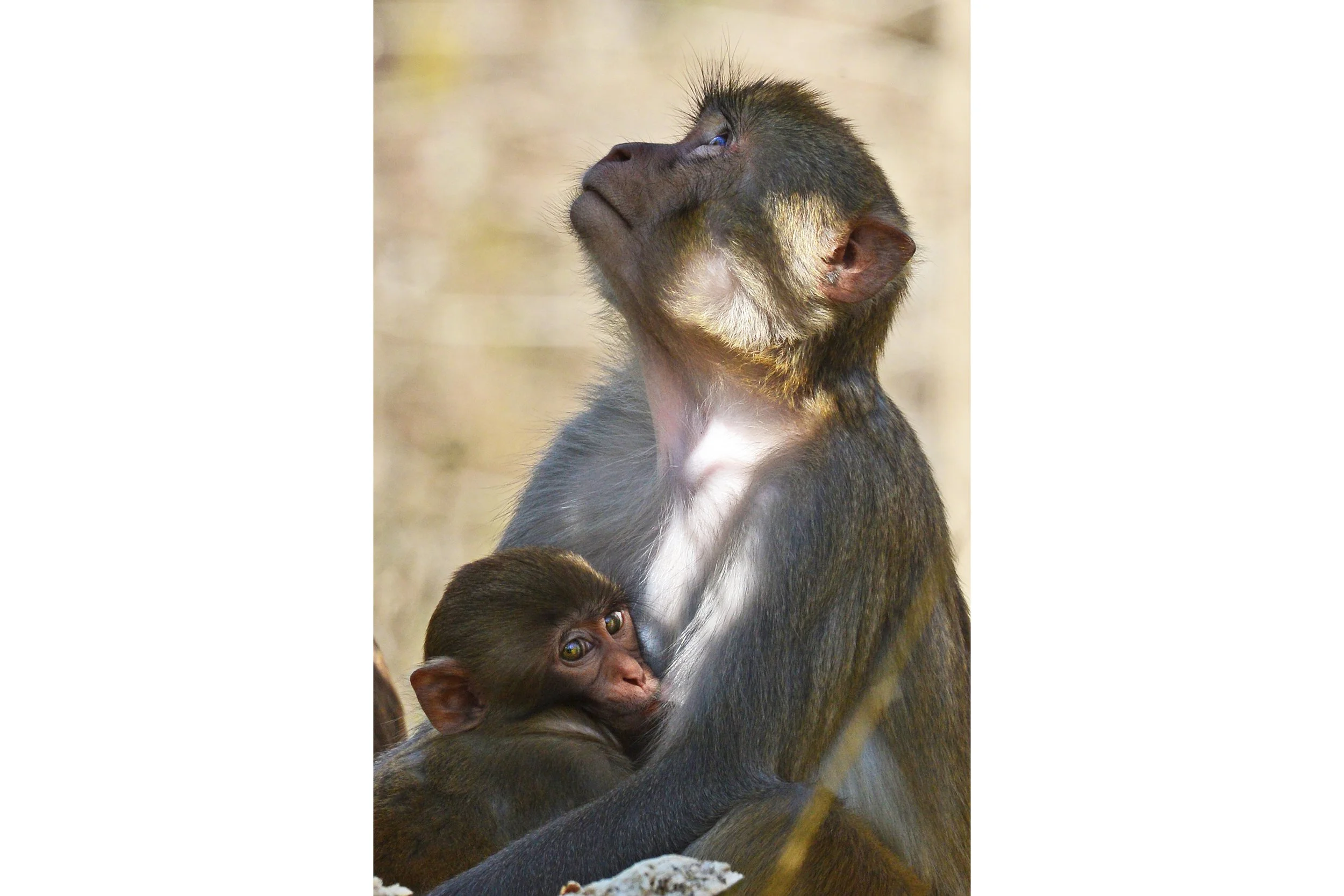 In Safe Arms (Rhesus Monkey)