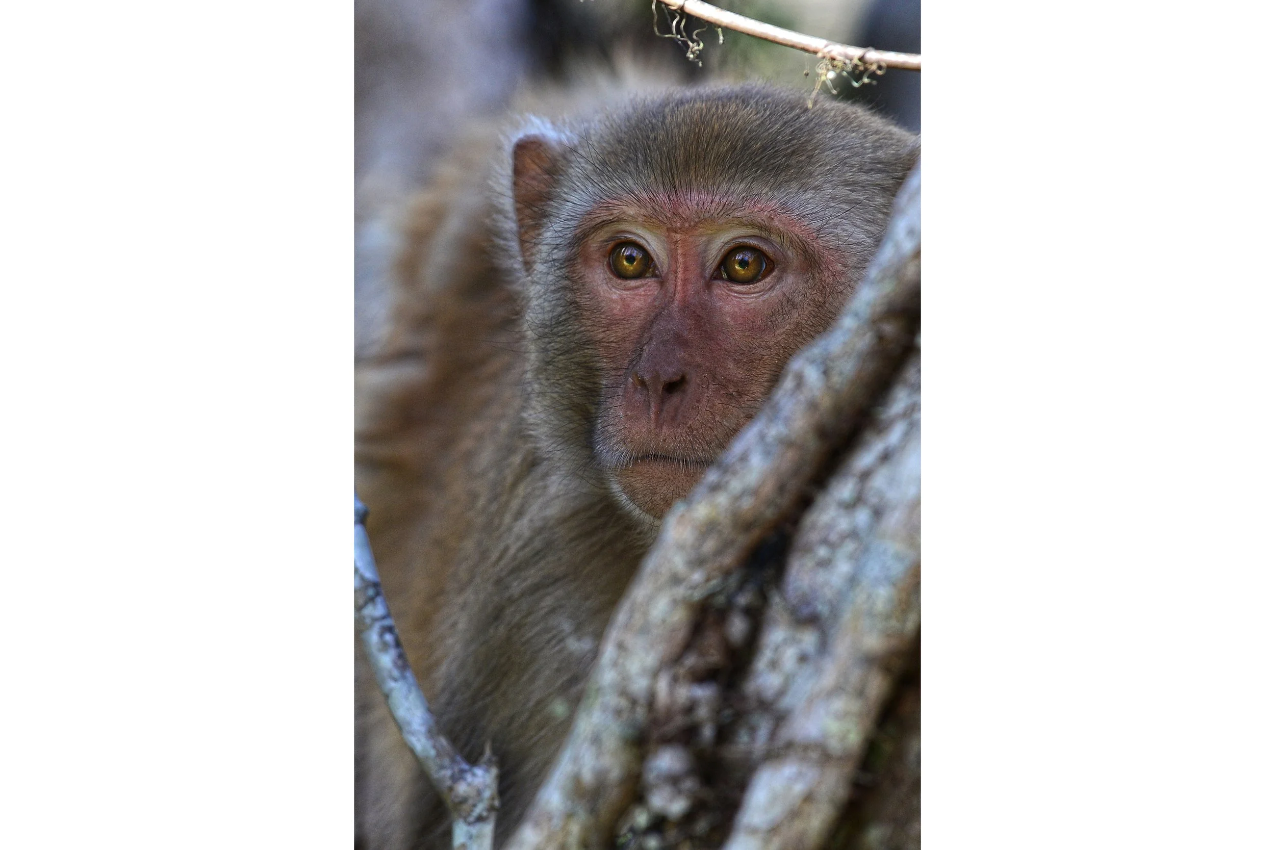 Hidden Gaze (Rhesus Monkey)