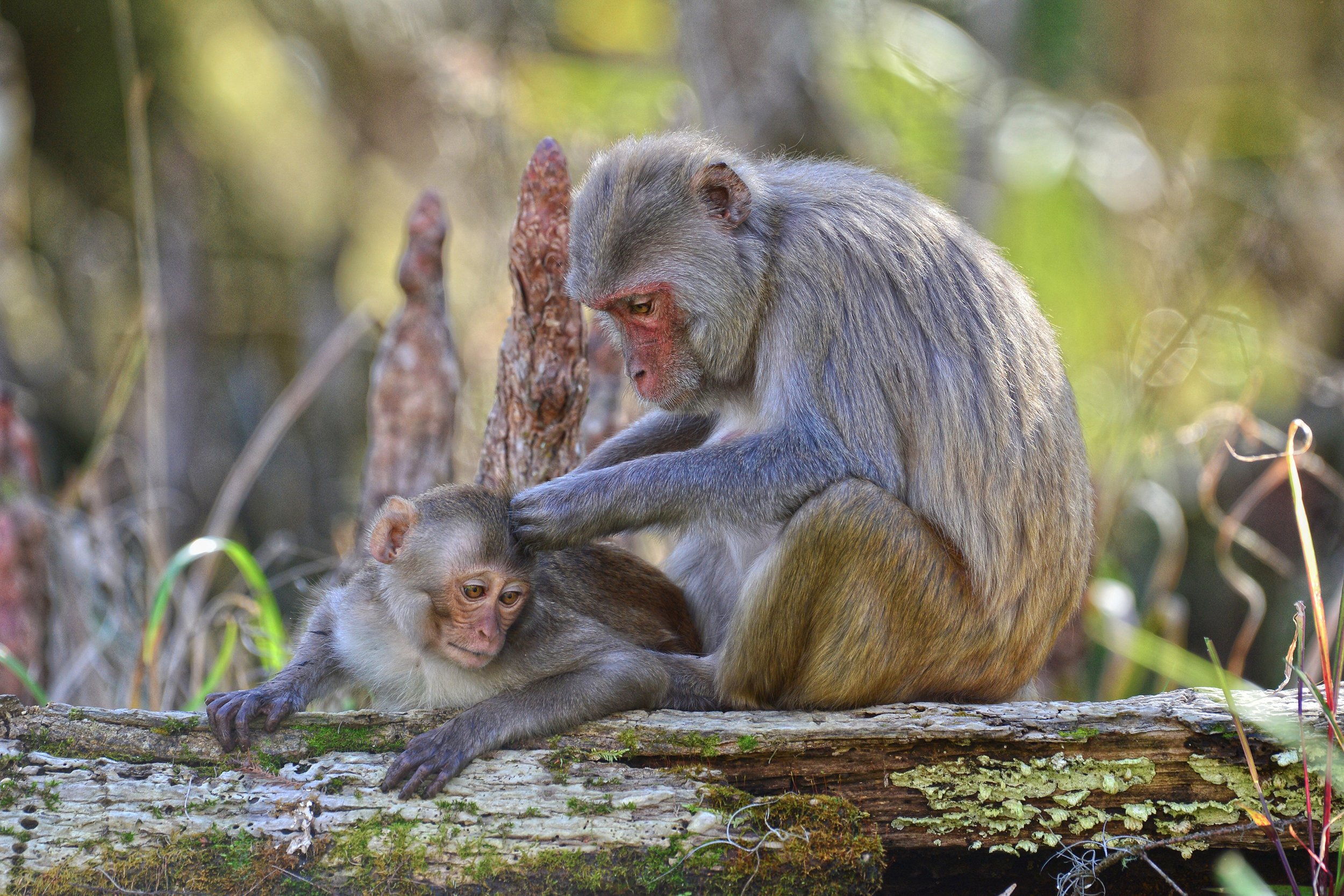 (Rhesus Monkey)