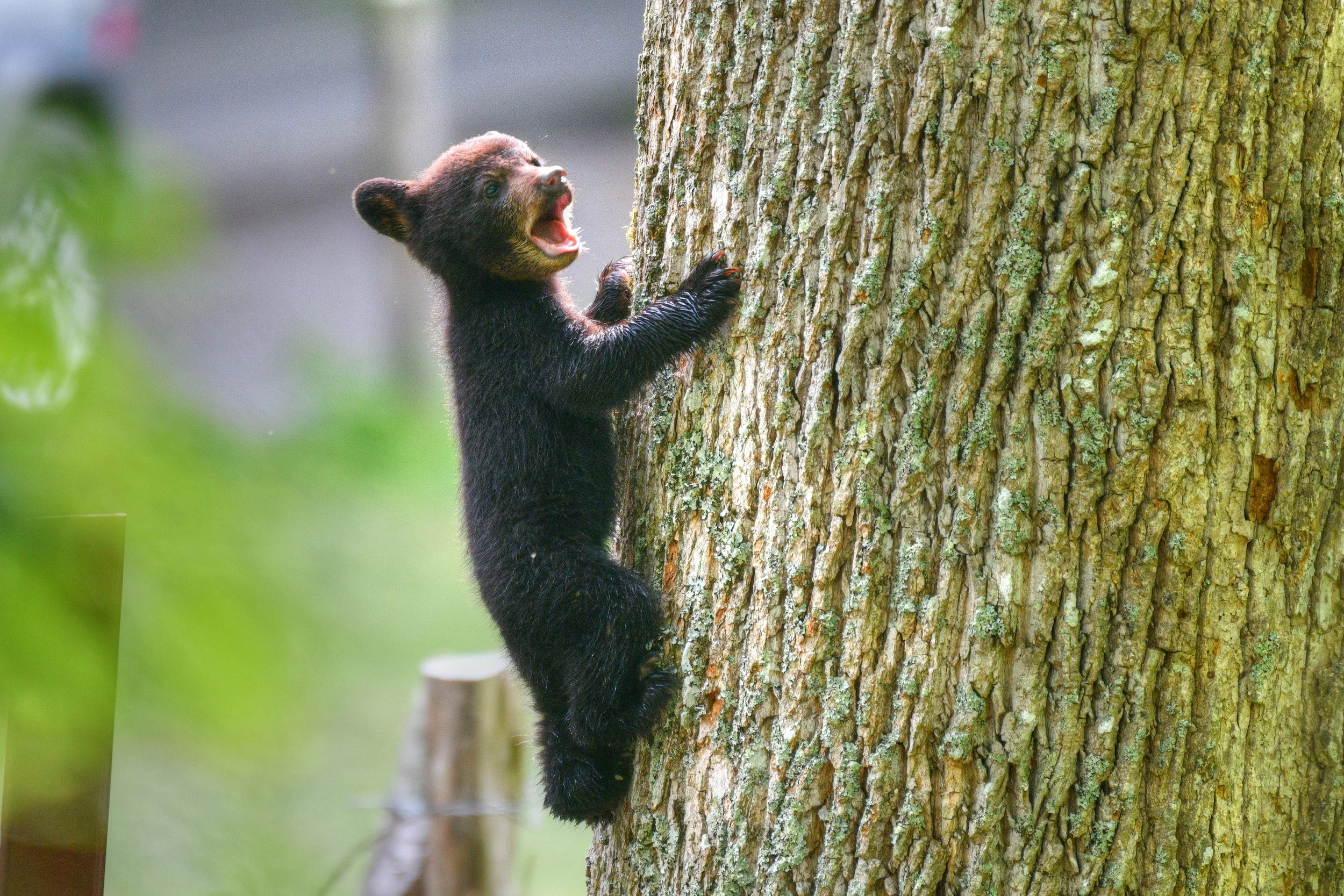 Calling for Mom