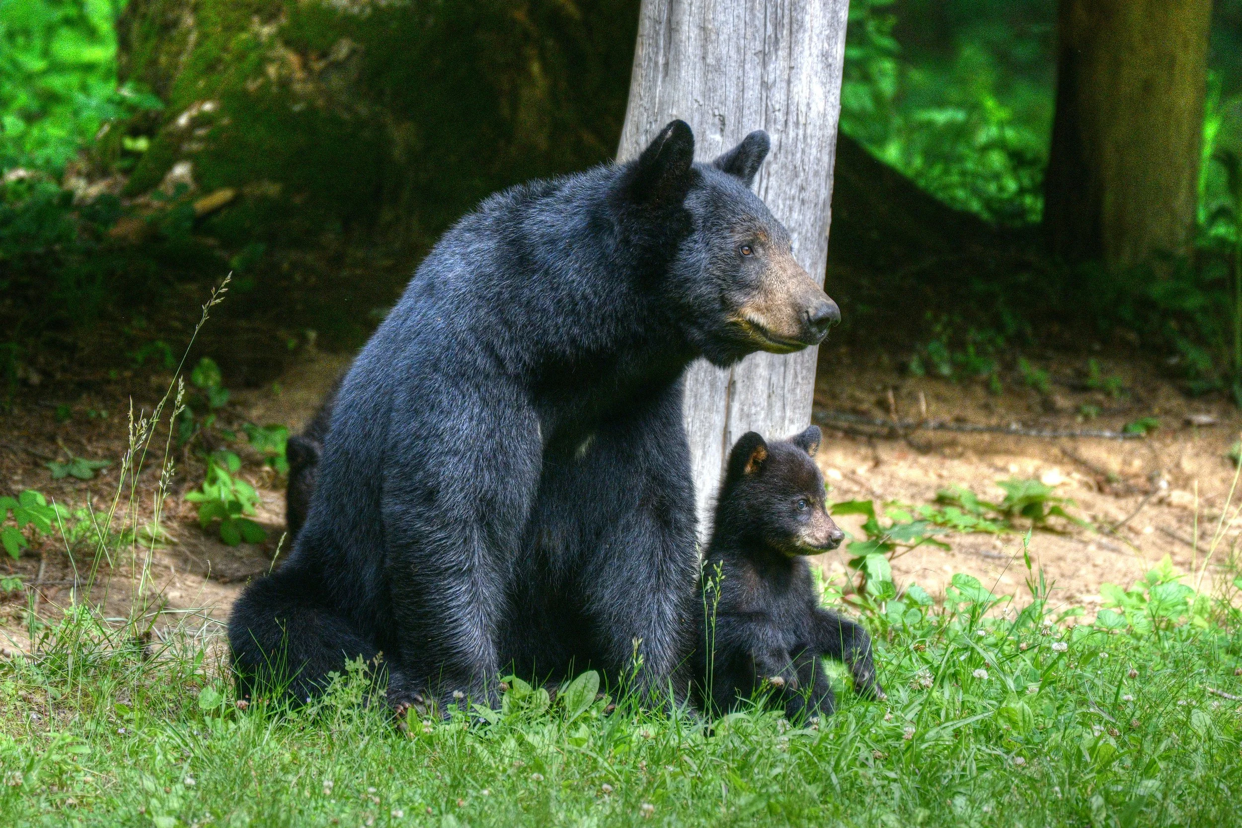 Bear-8-S.jpg