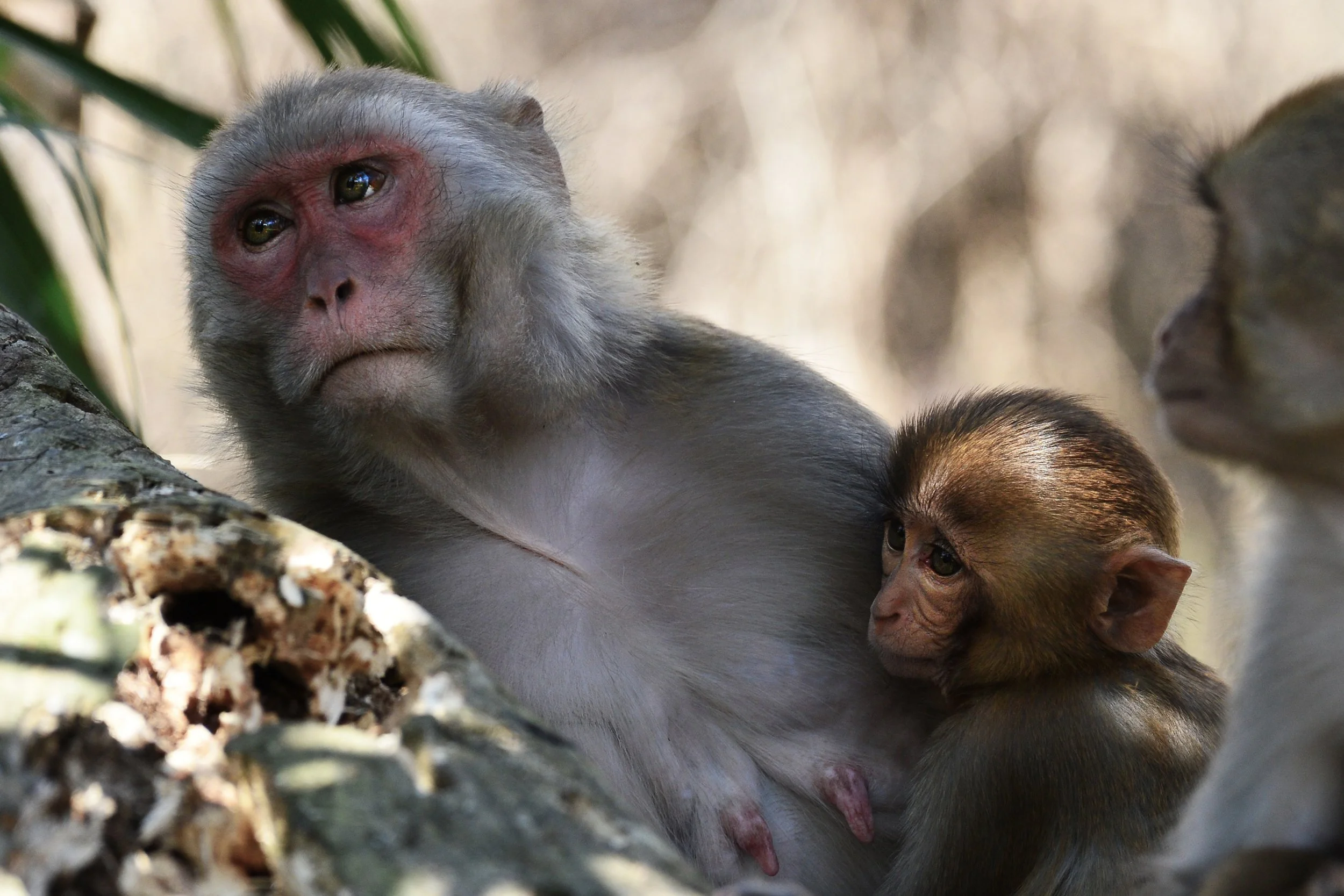 (Rhesus Monkey)