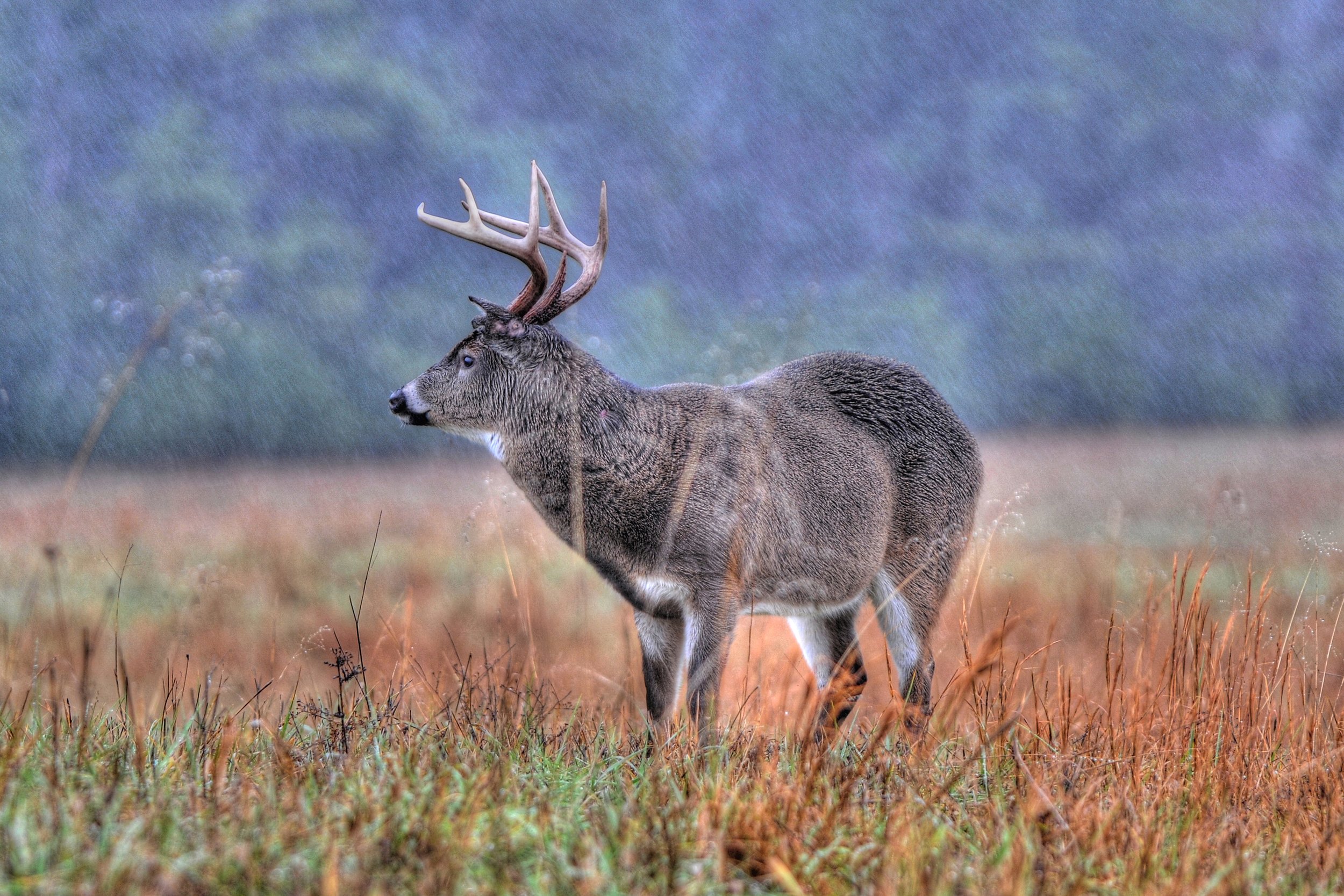 (Whitetail Deer)