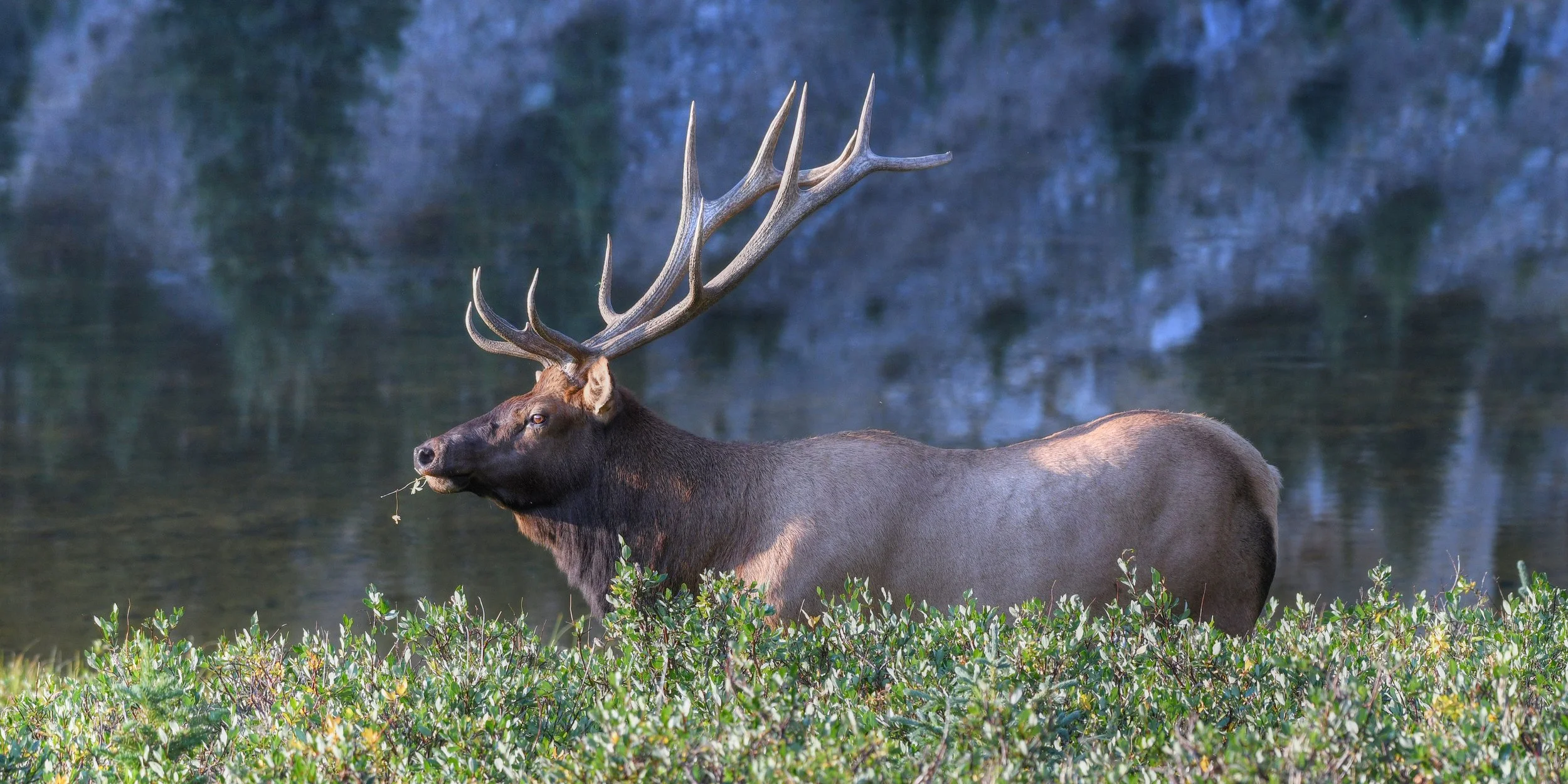 (Panoramic) (Elk, Colorado)