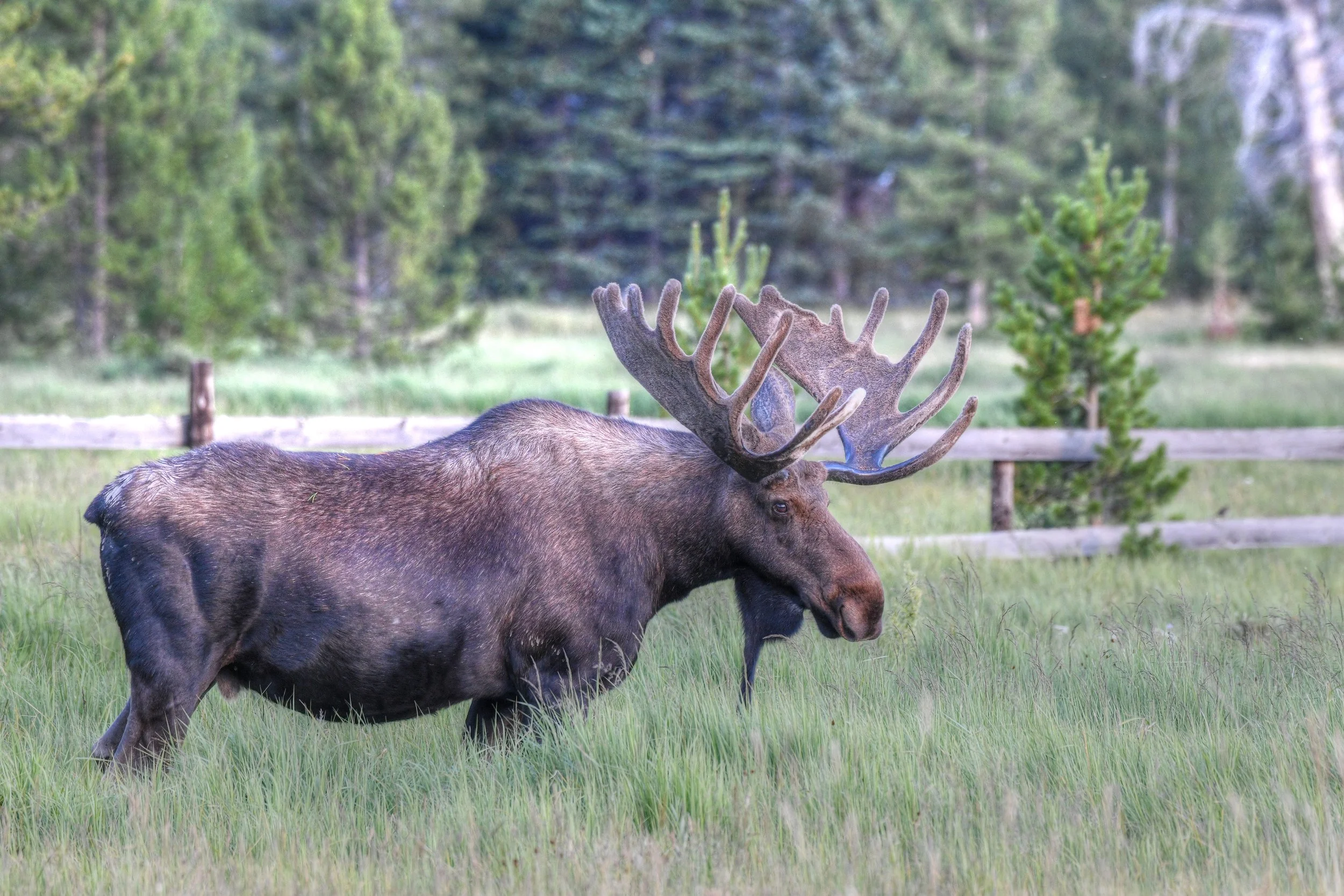 Moose-9-S.jpg