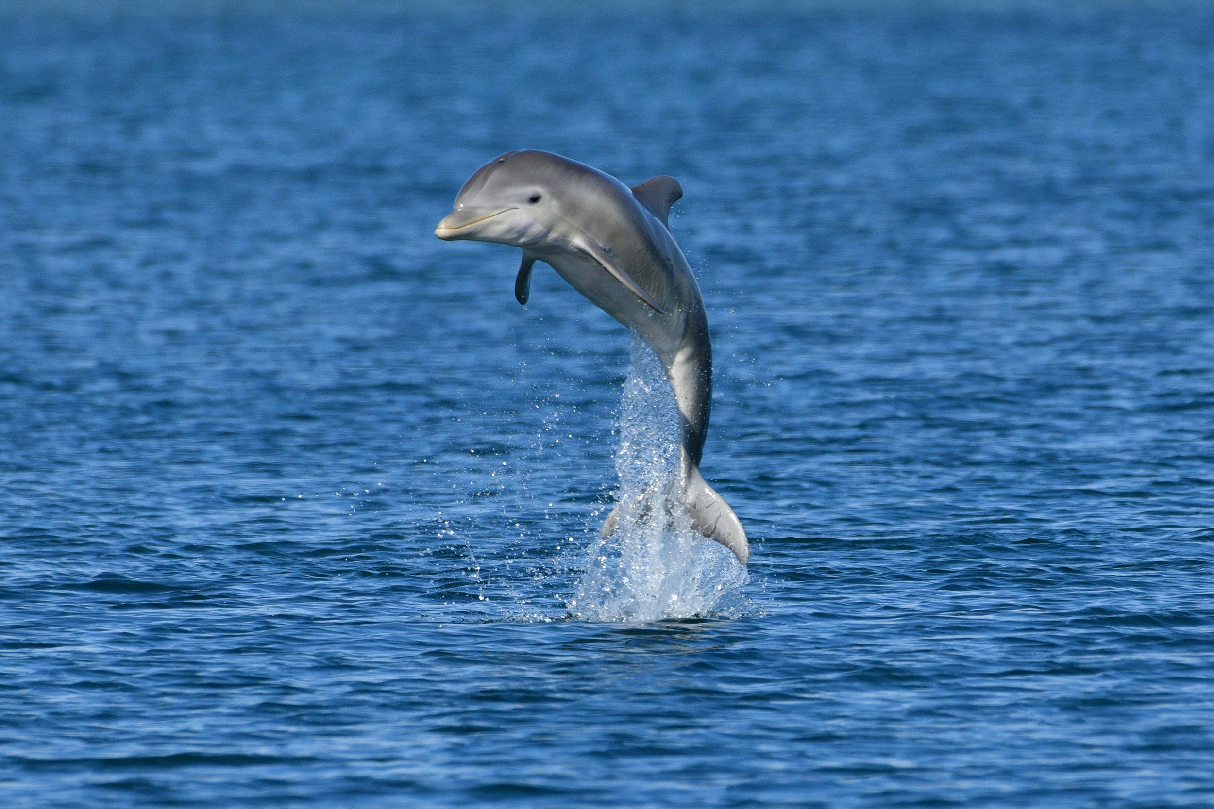Dance of the Dolphin (Bottlenose Dolphin