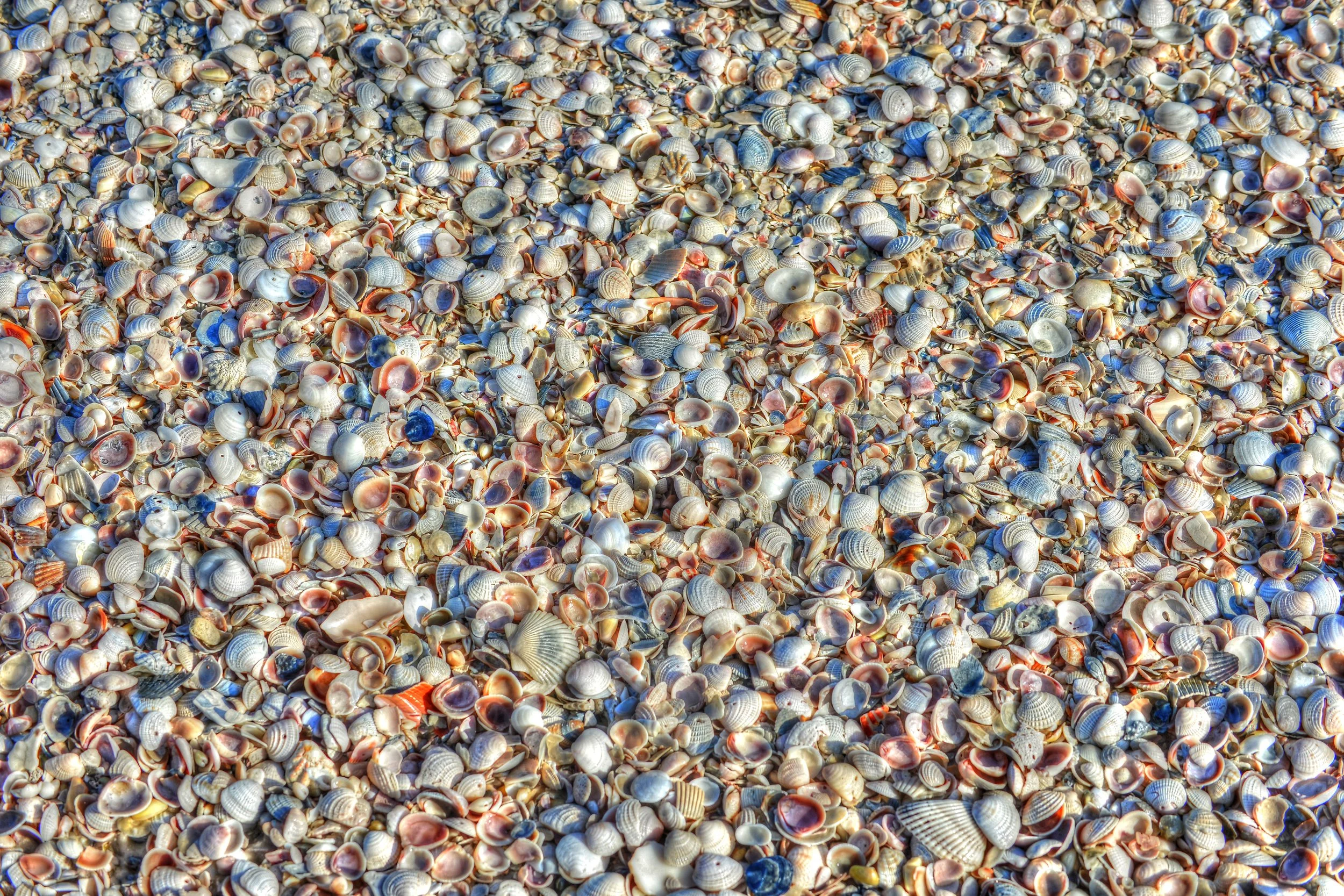 Shells-1-S.jpg