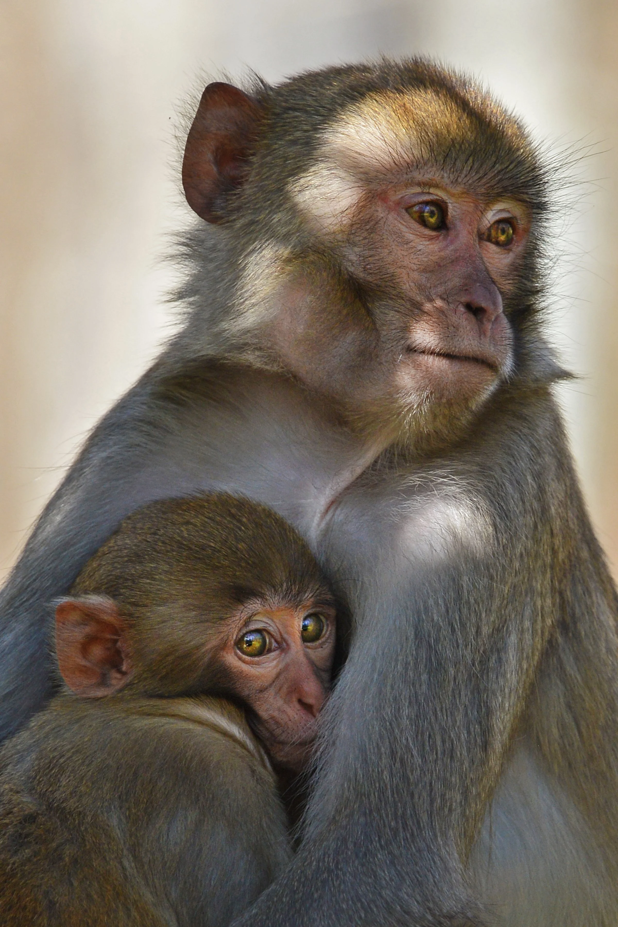 Mothers Embrace (Rhesus Monkey)