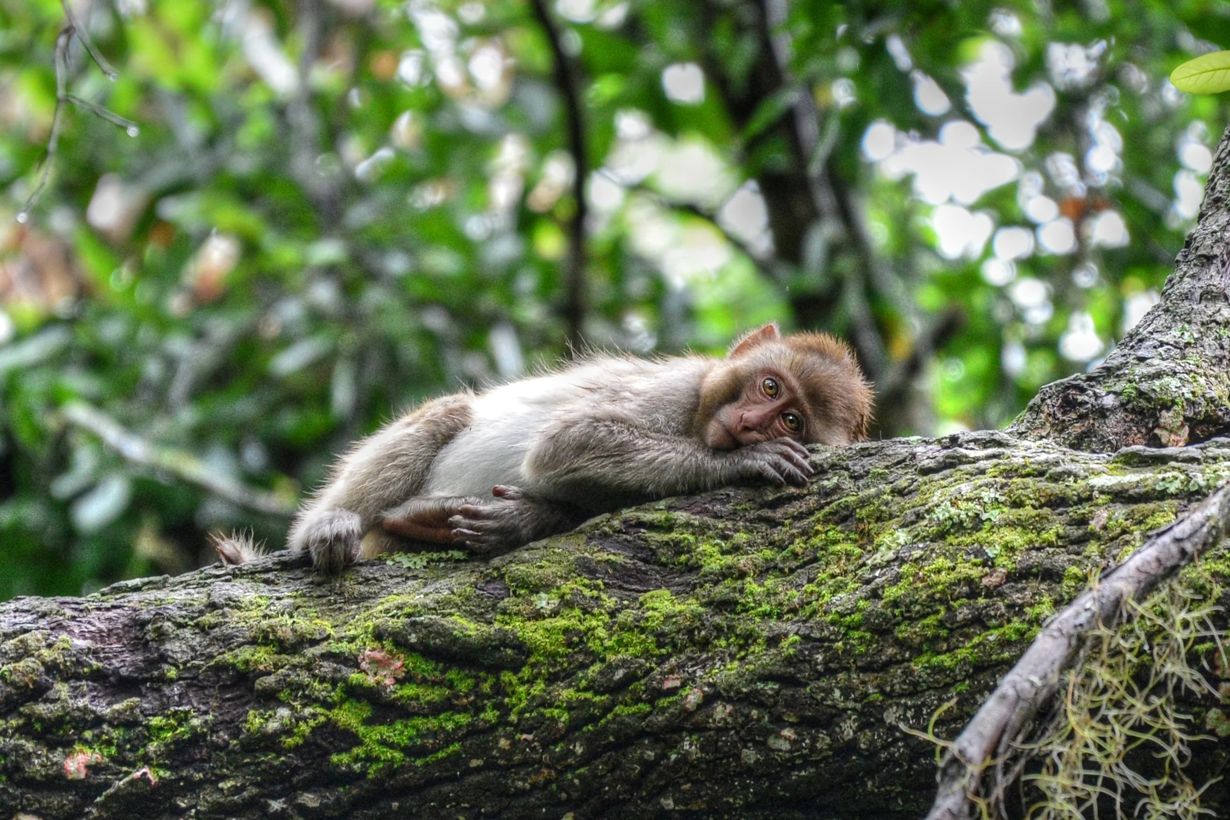 Forest Dreamer (Rhesus Monkey)