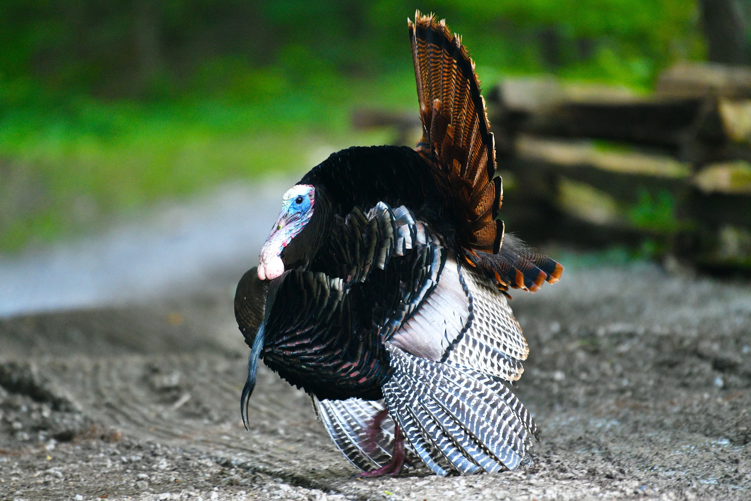 Royal Strut (Turkey)